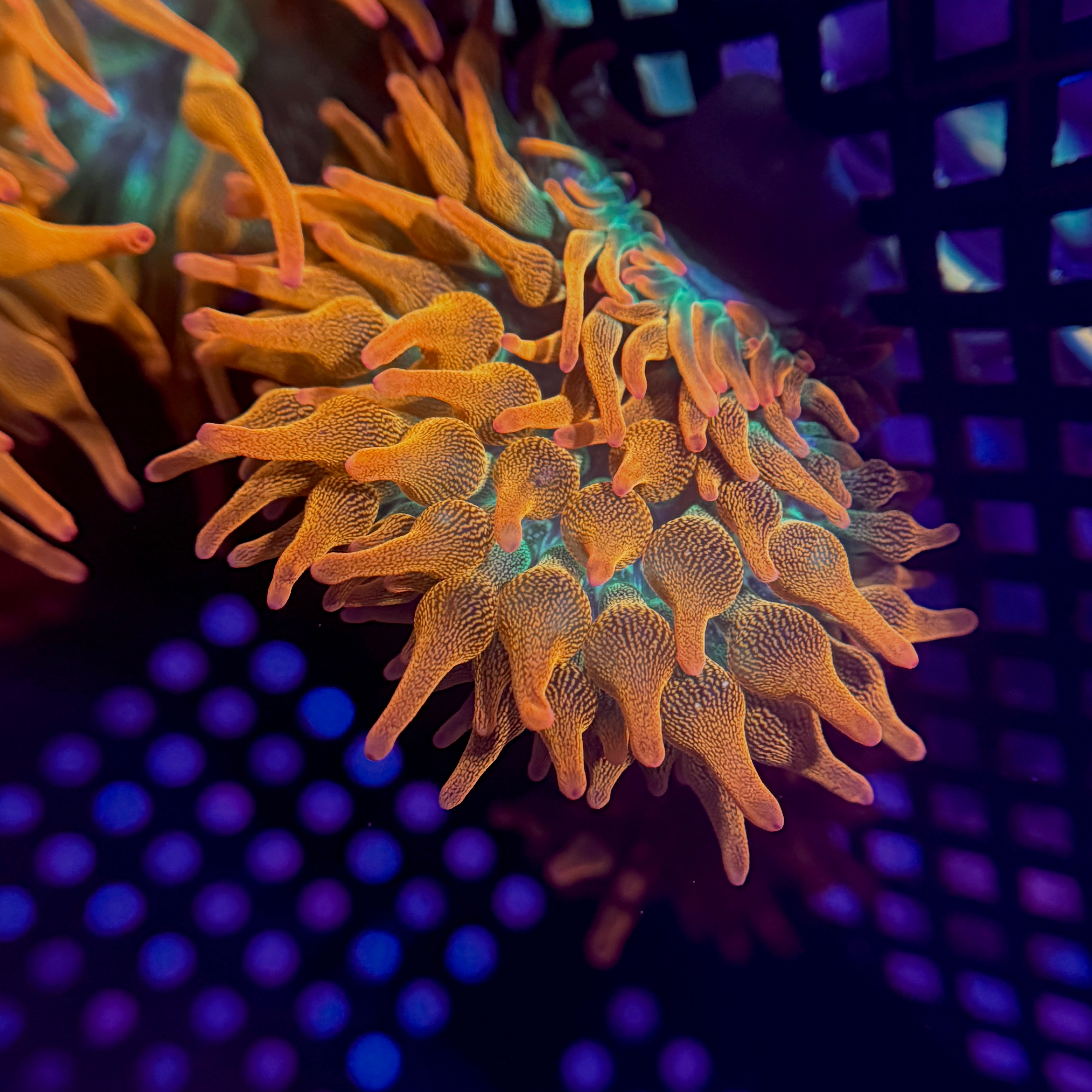 Ultra Rainbow Bubble Tip Anemone 2