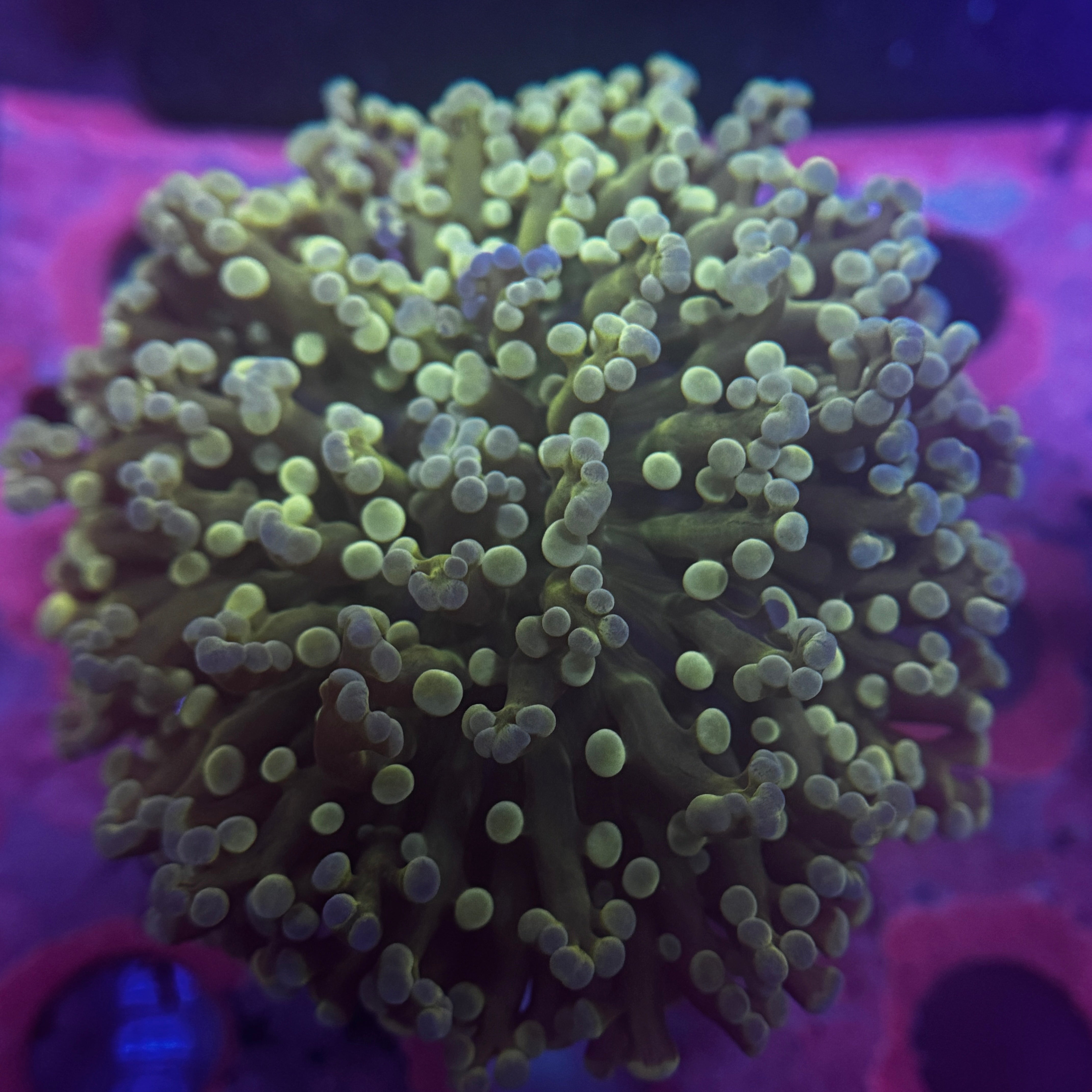 Splatter Kingspawn