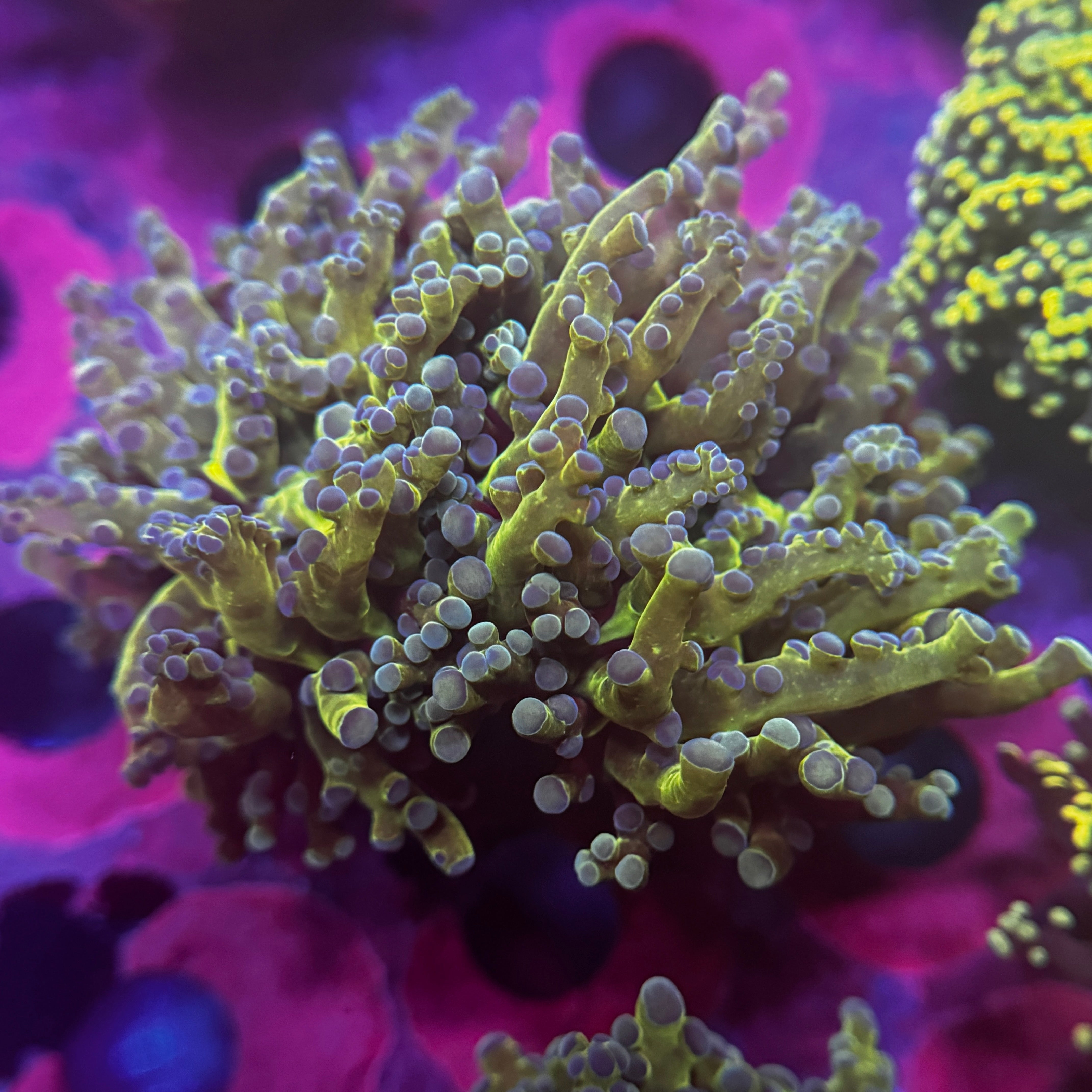 Alien Frogspawn