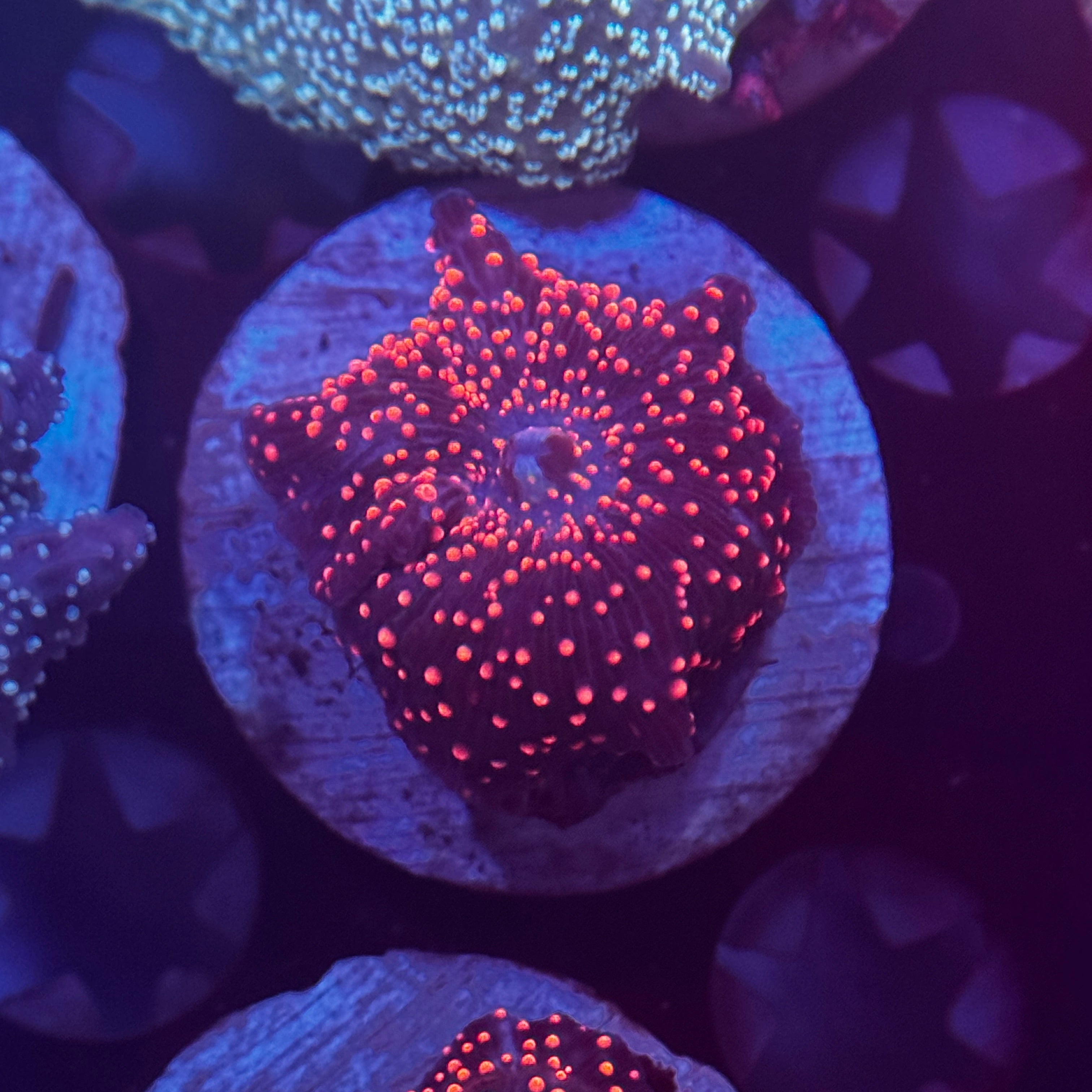 Pink Interstellar Mushroom