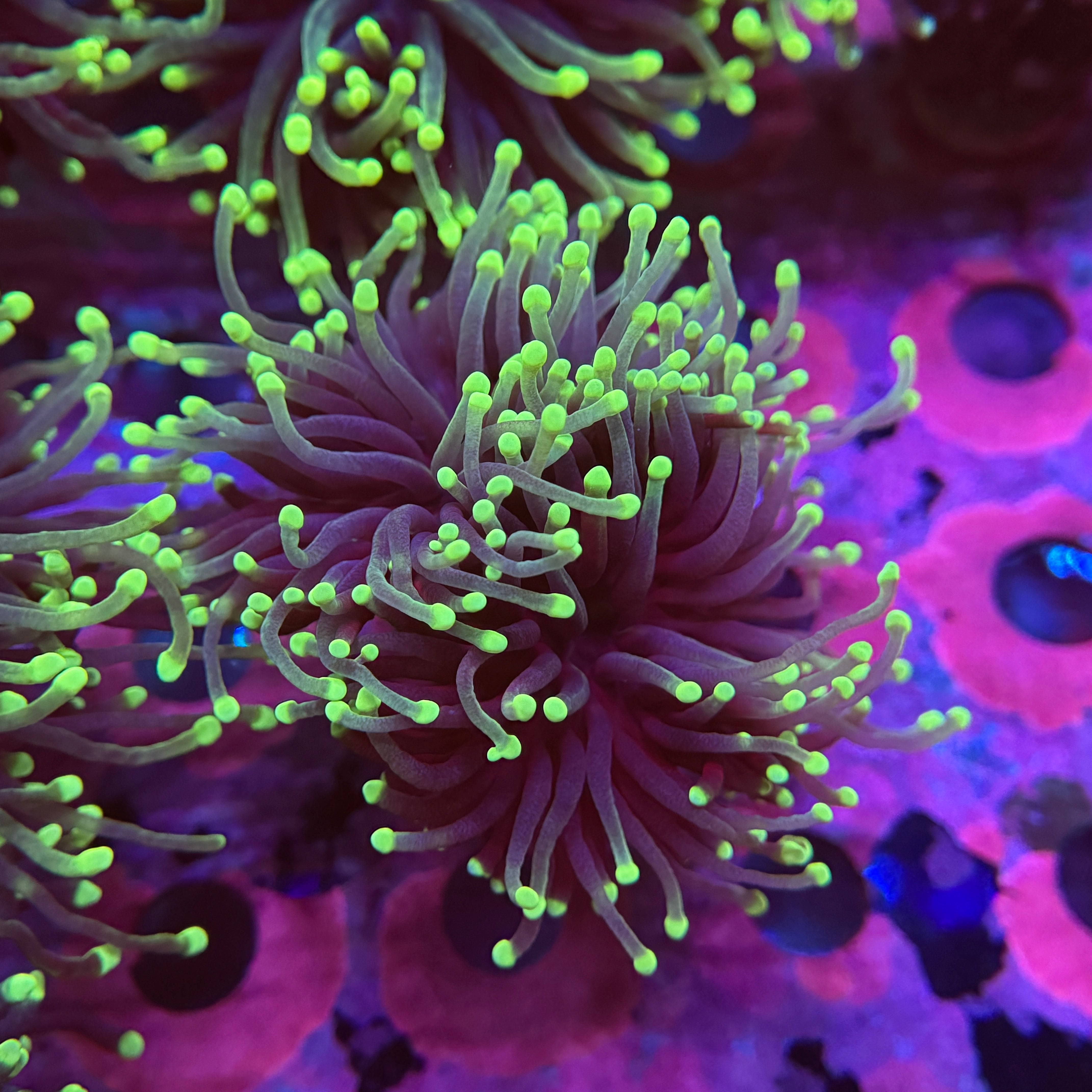 Western Aussie Highlighter Torch