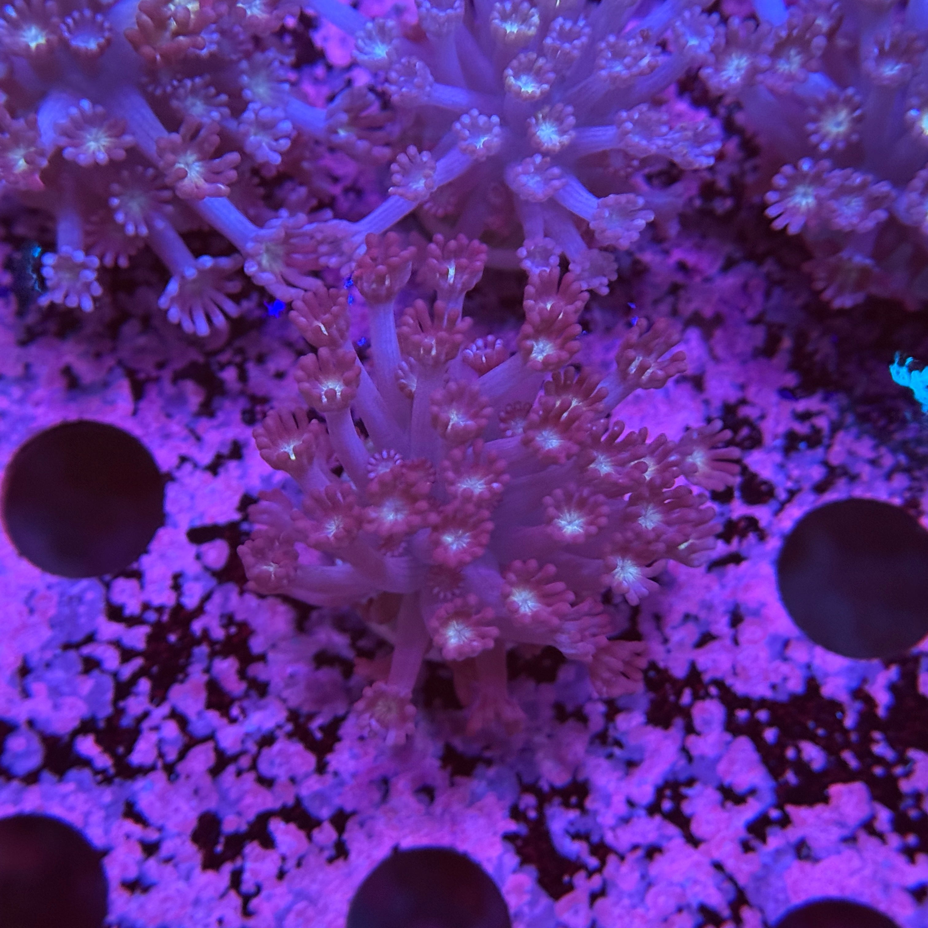 Purple Grimmace Alveopora