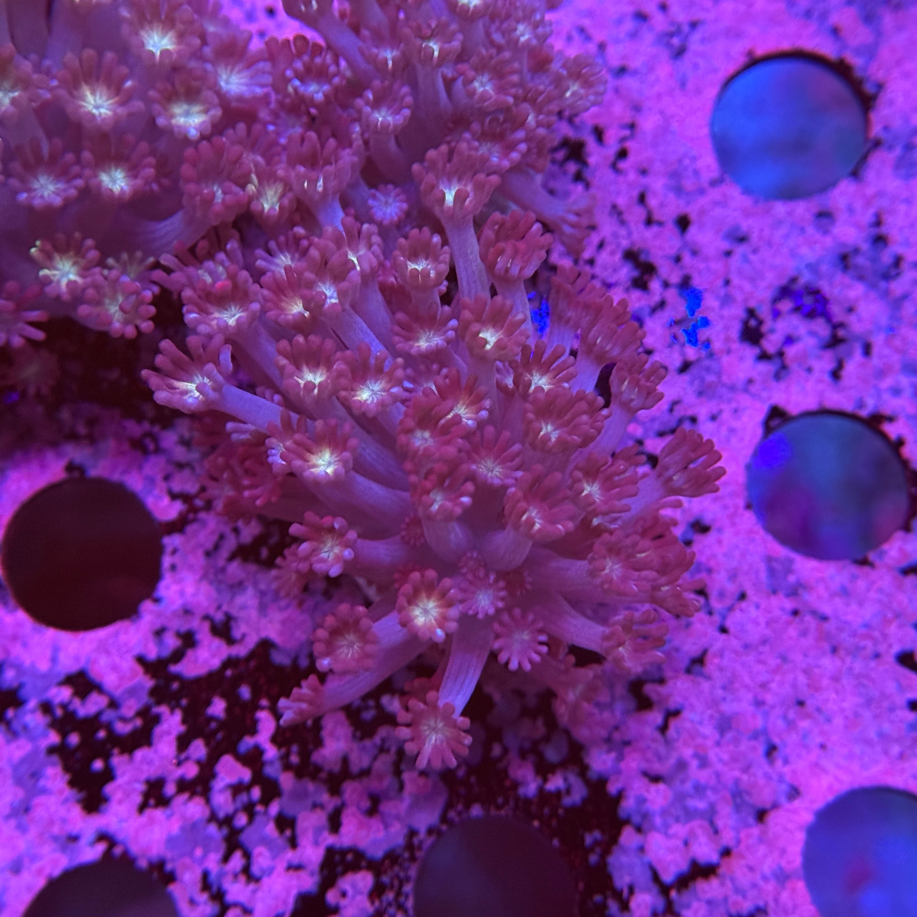 Purple Grimmace Alveopora 2