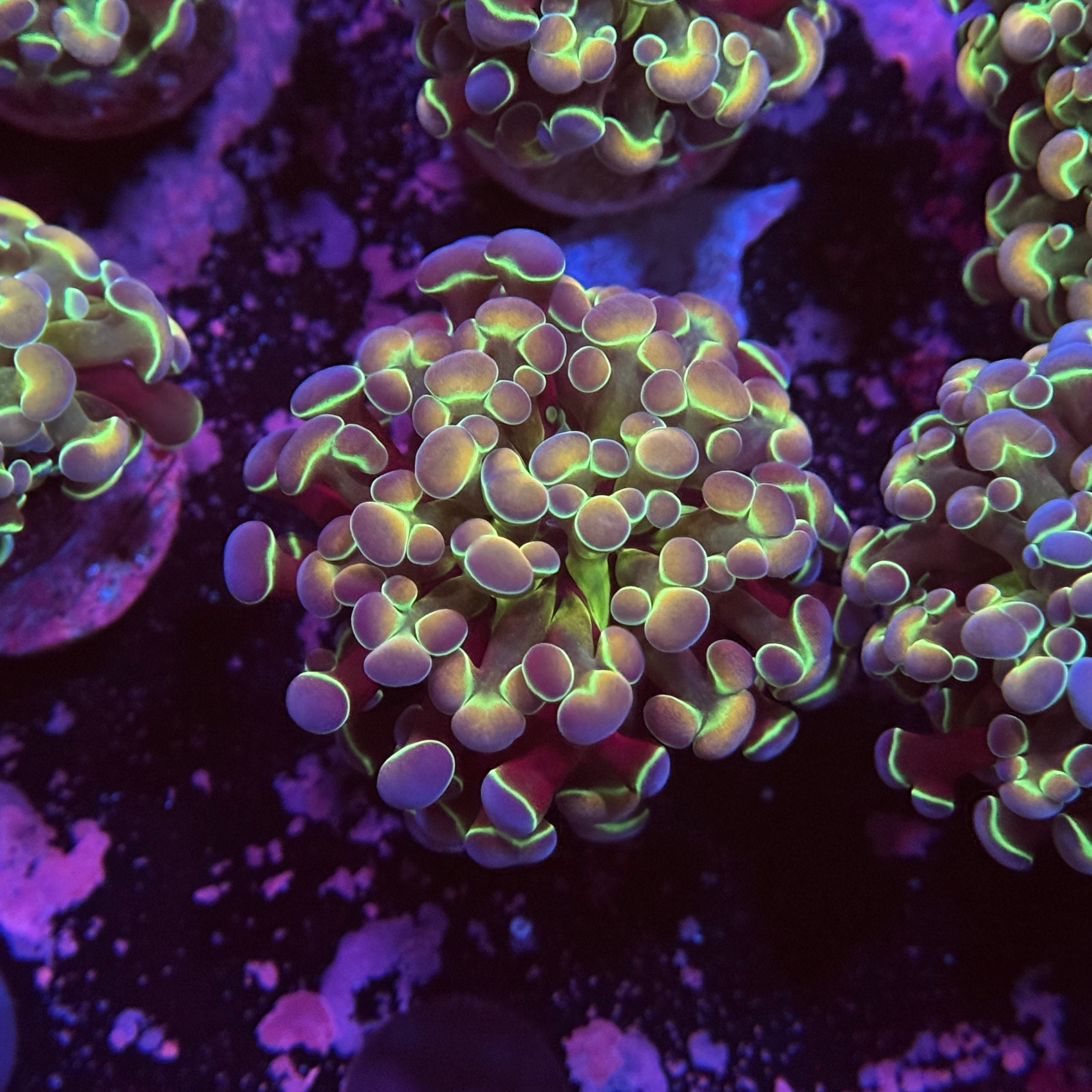 Rainbow Hologram Hammer 2