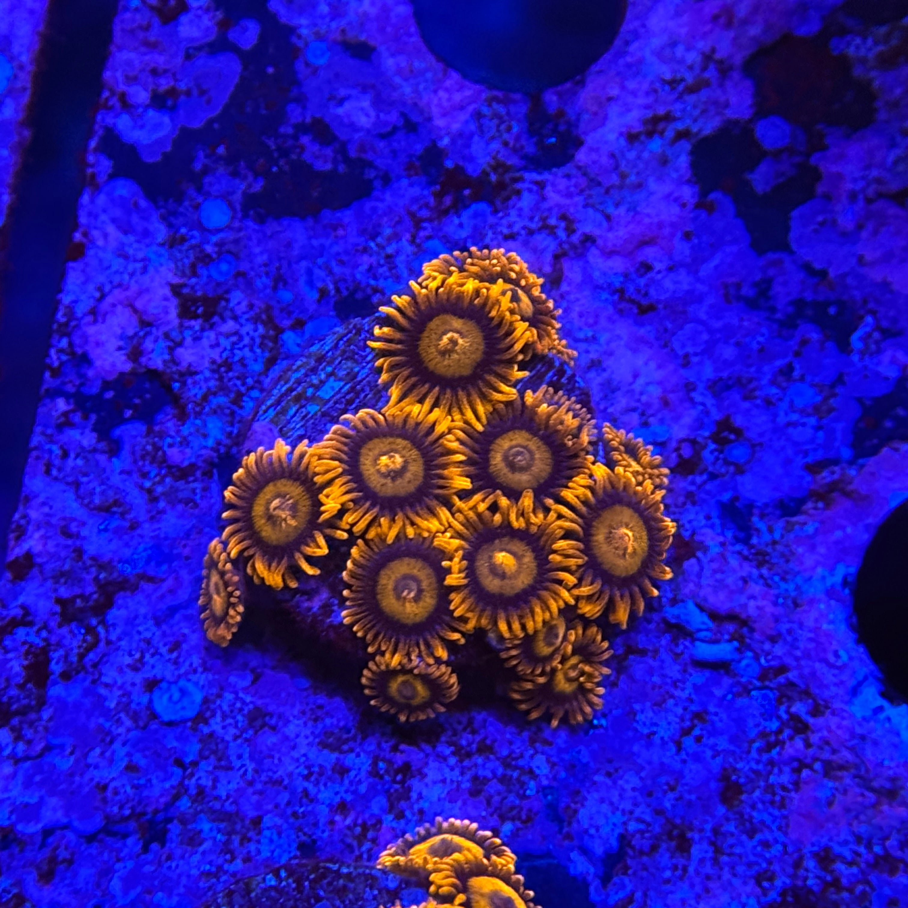 Orange Oxide Zoanthids