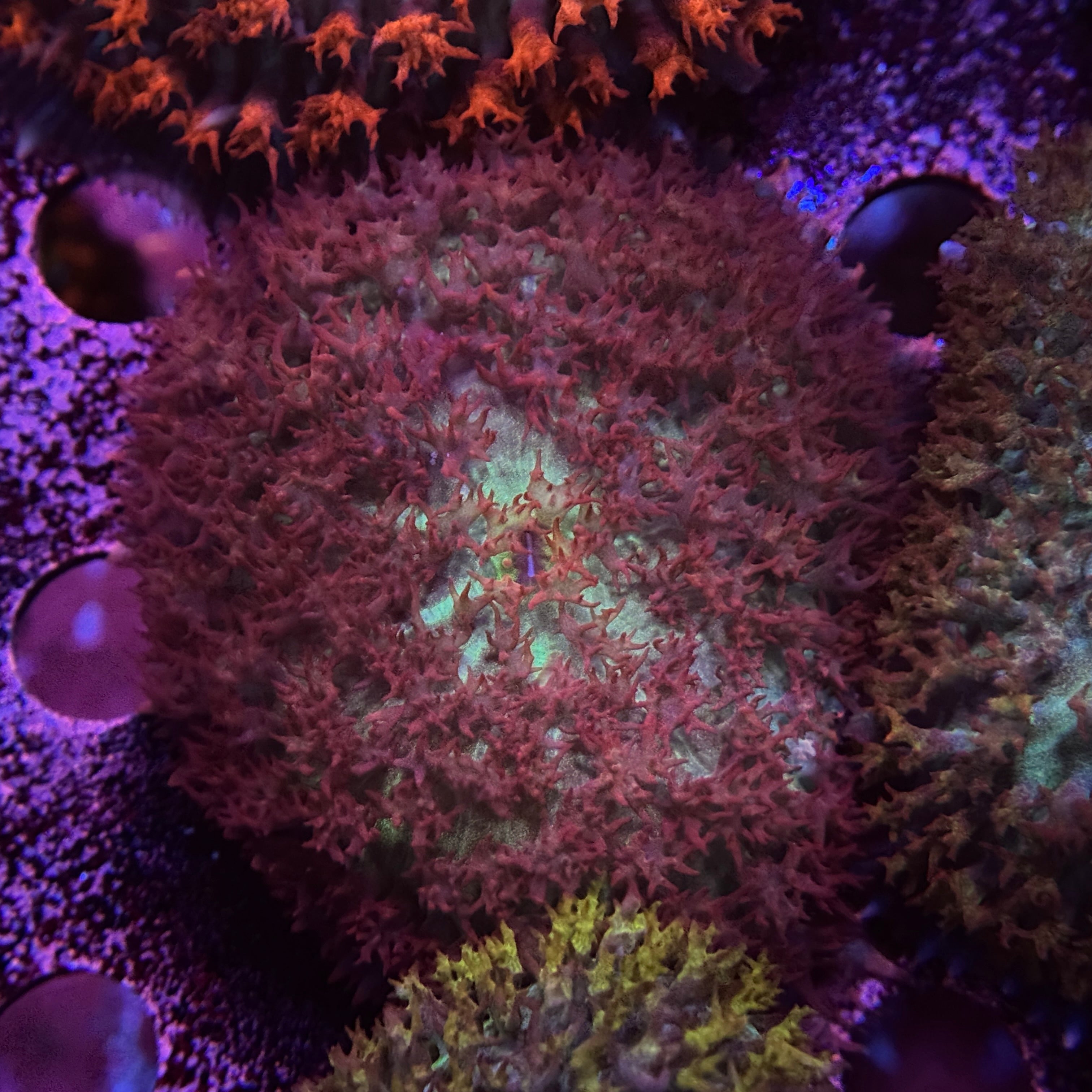 St. Thomas Mushroom 3