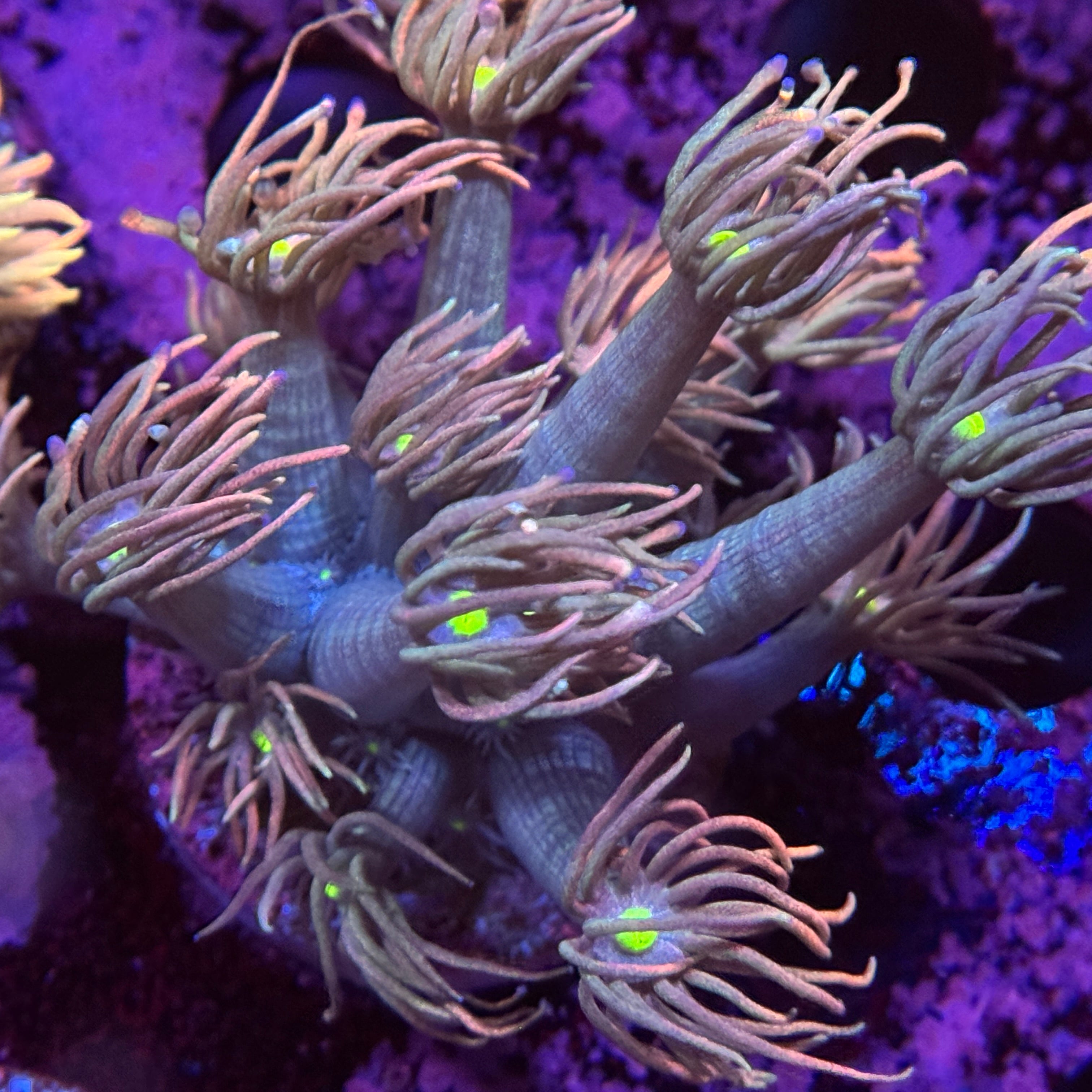 Unicorn Mane Goniopora