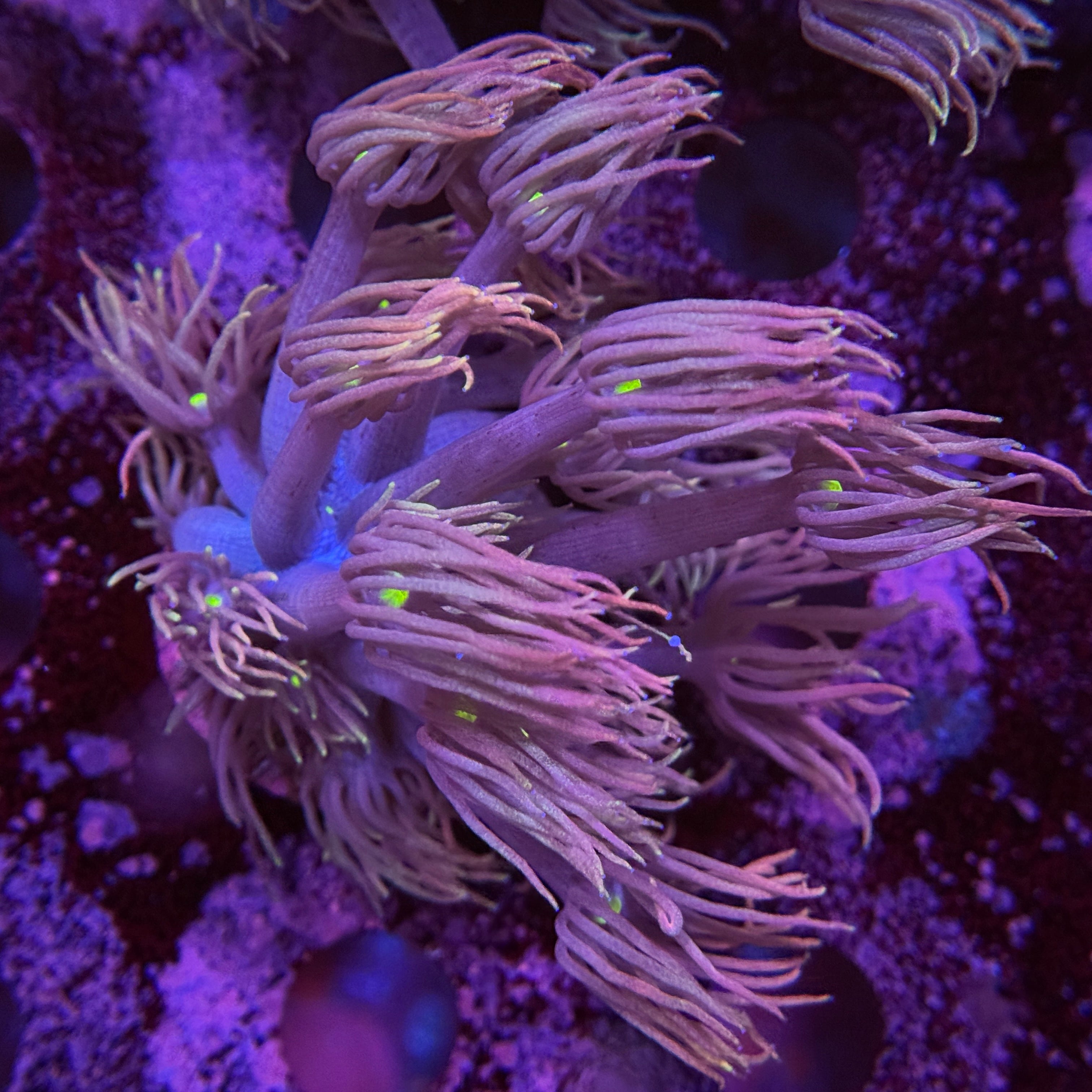 My Little Pony Goniopora 2