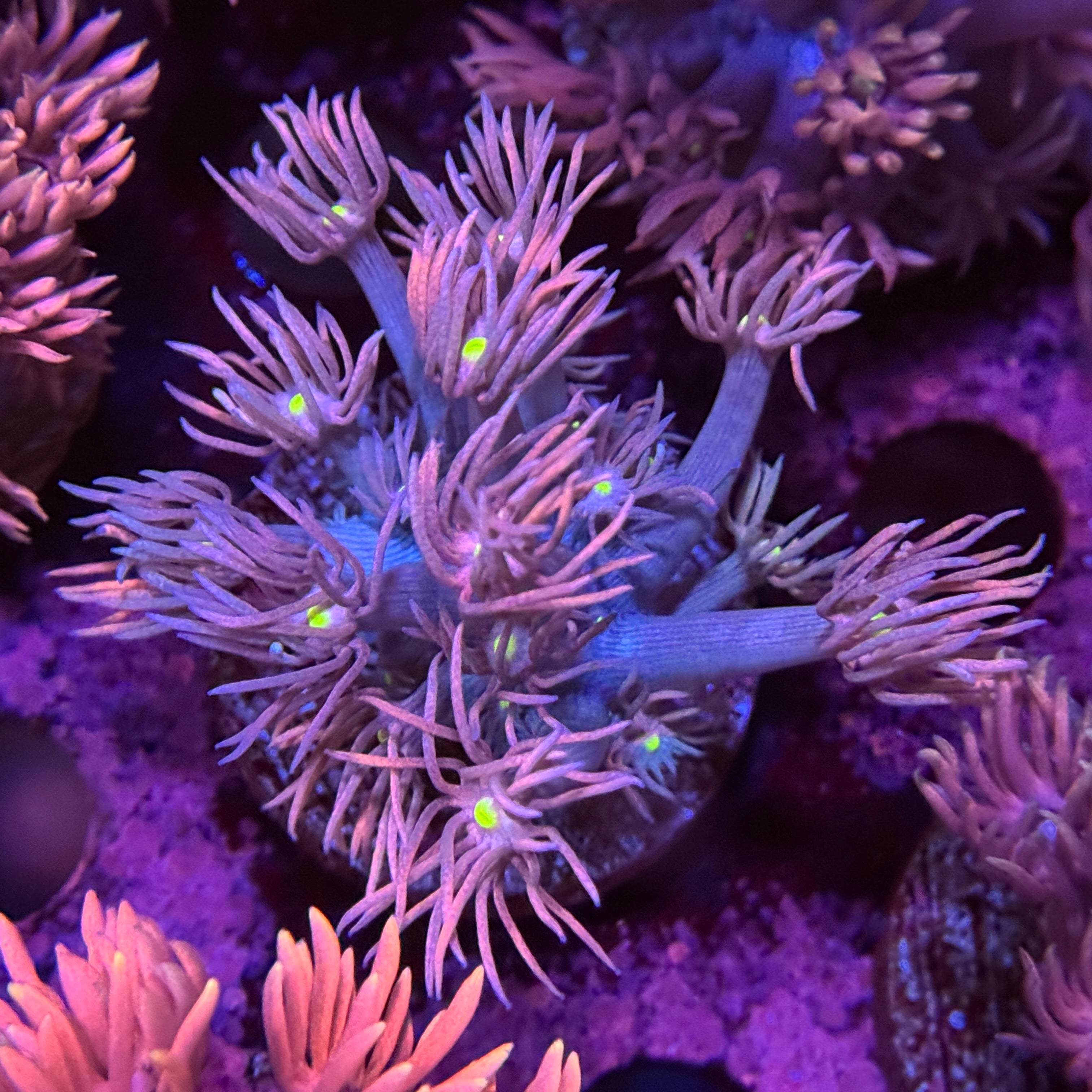 My Little Pony Goniopora 3