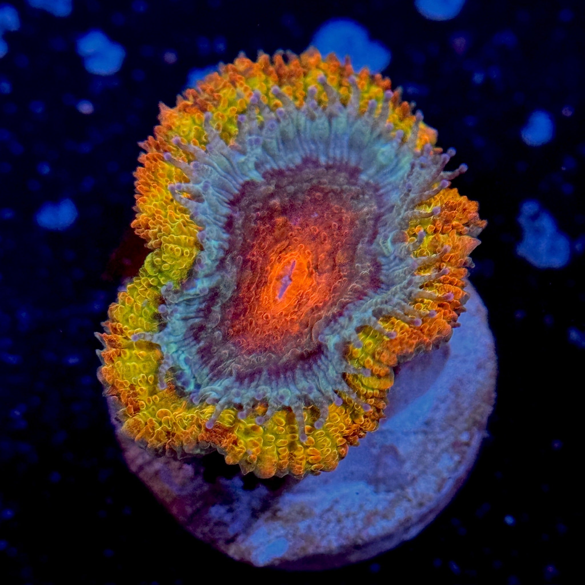 Rainbow Acan