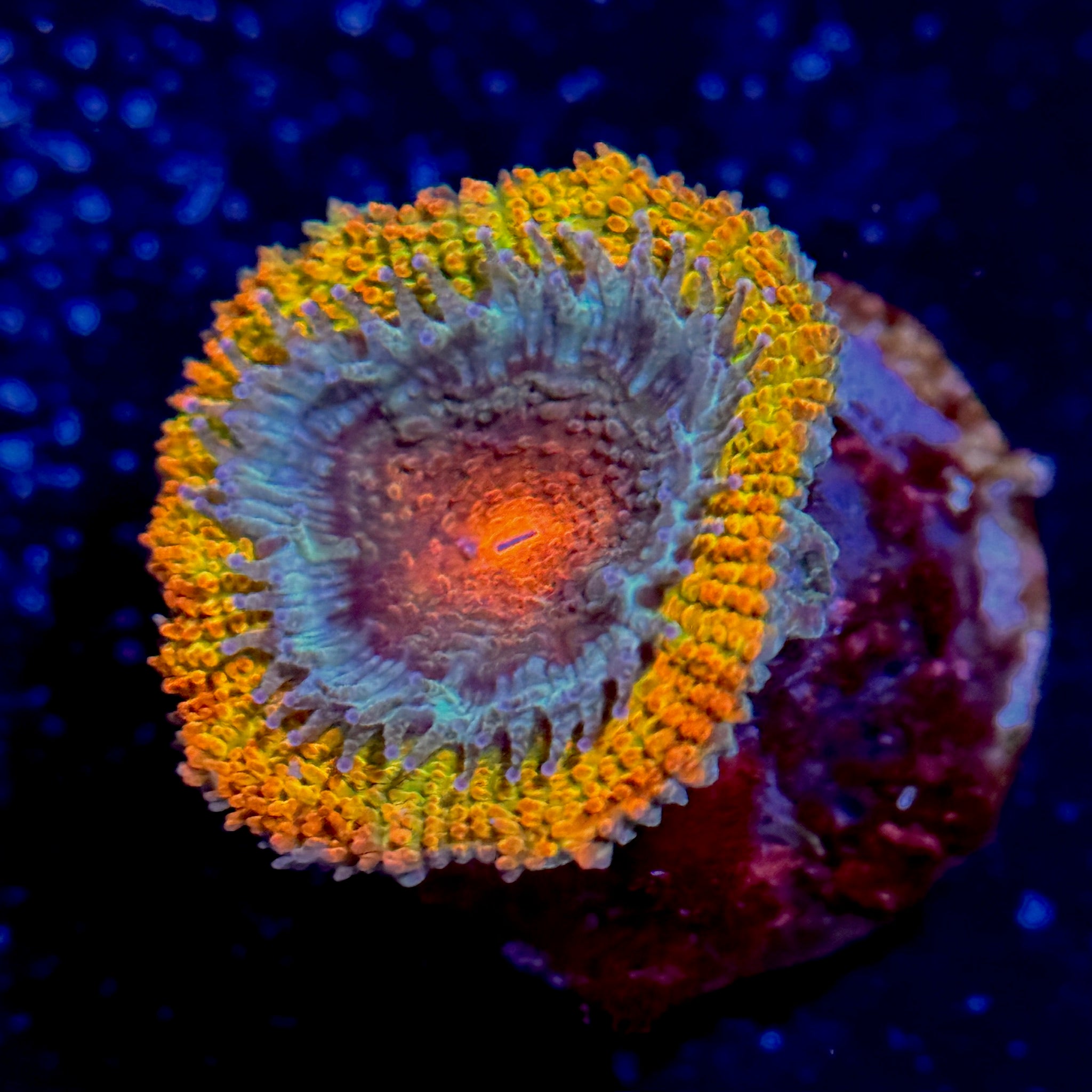 Rainbow Acan