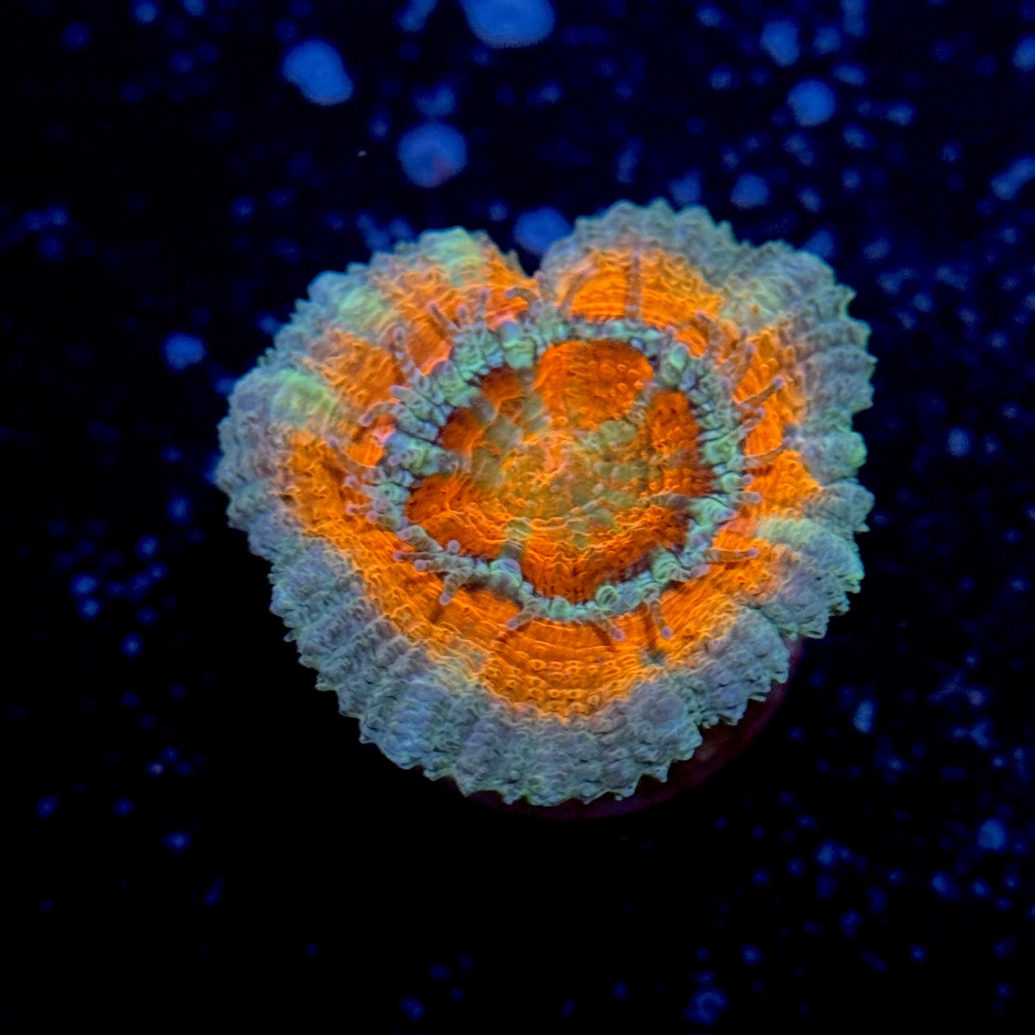 Blue Lava Acan