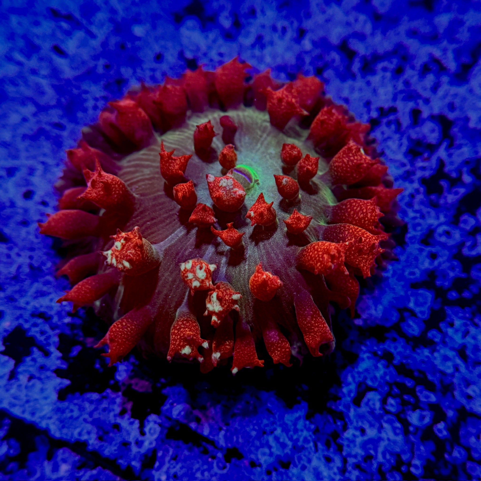 Red Bounce St. Thomas Mushroom