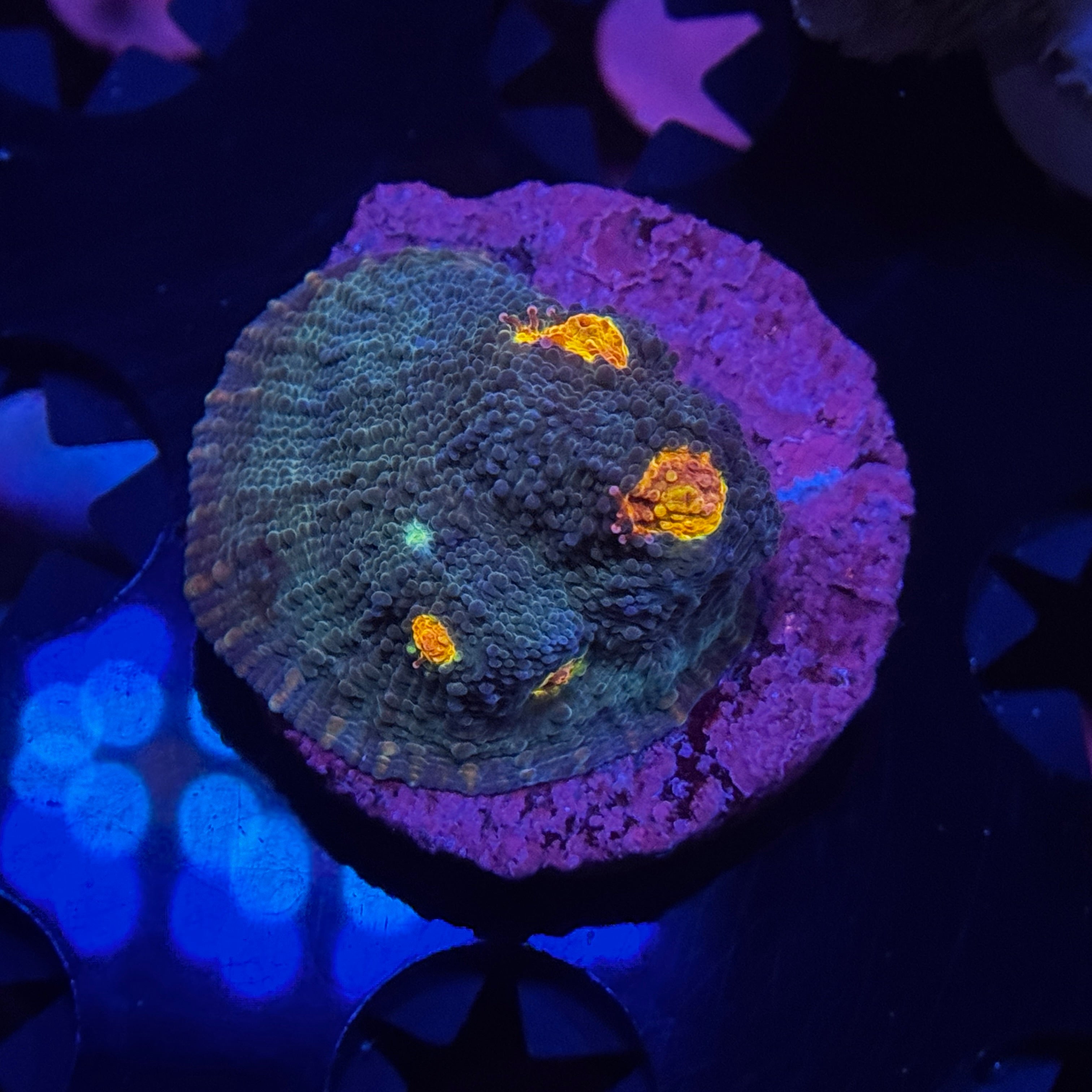 Miami Hurricane Chalice