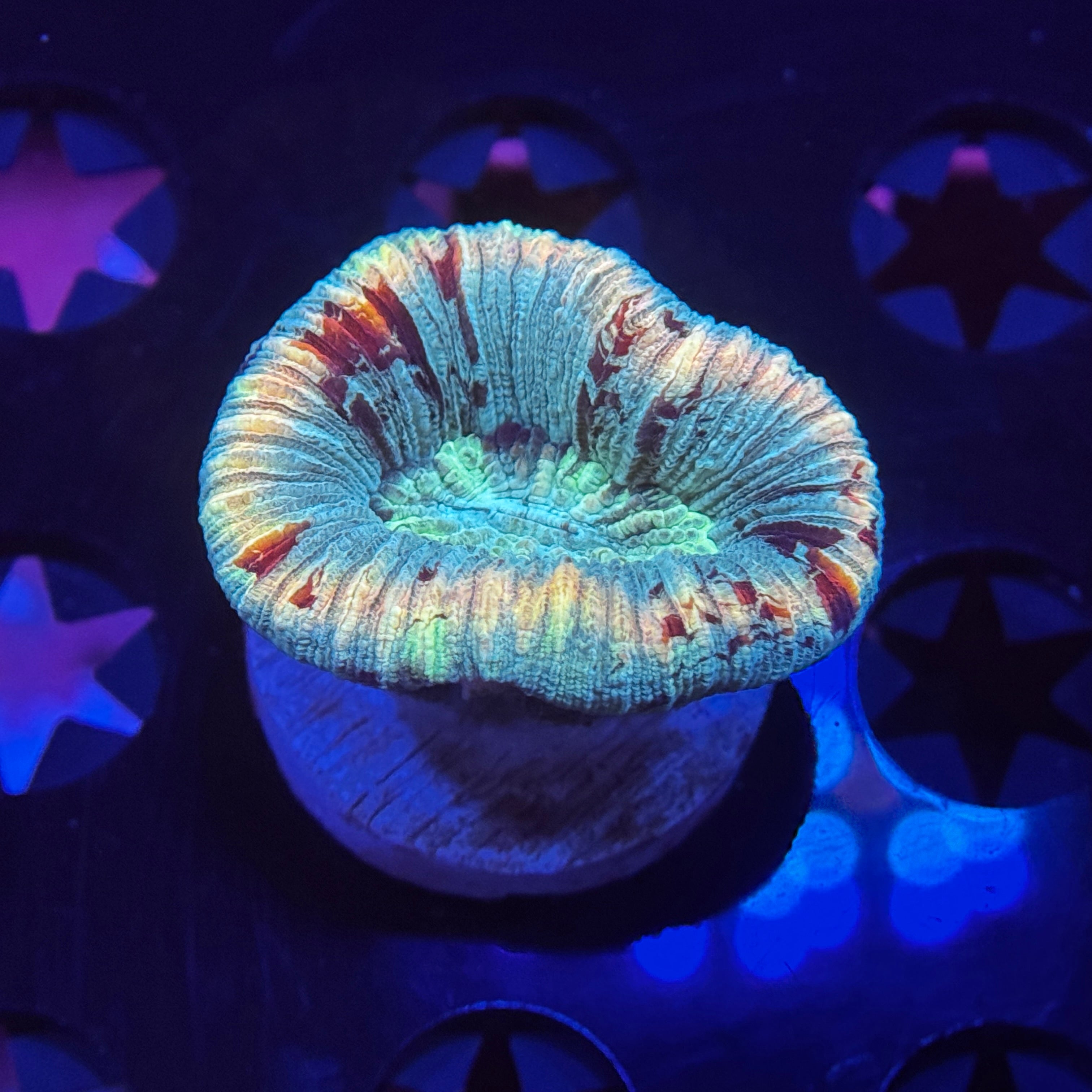 Aussie Trachyphyllia Brain Coral