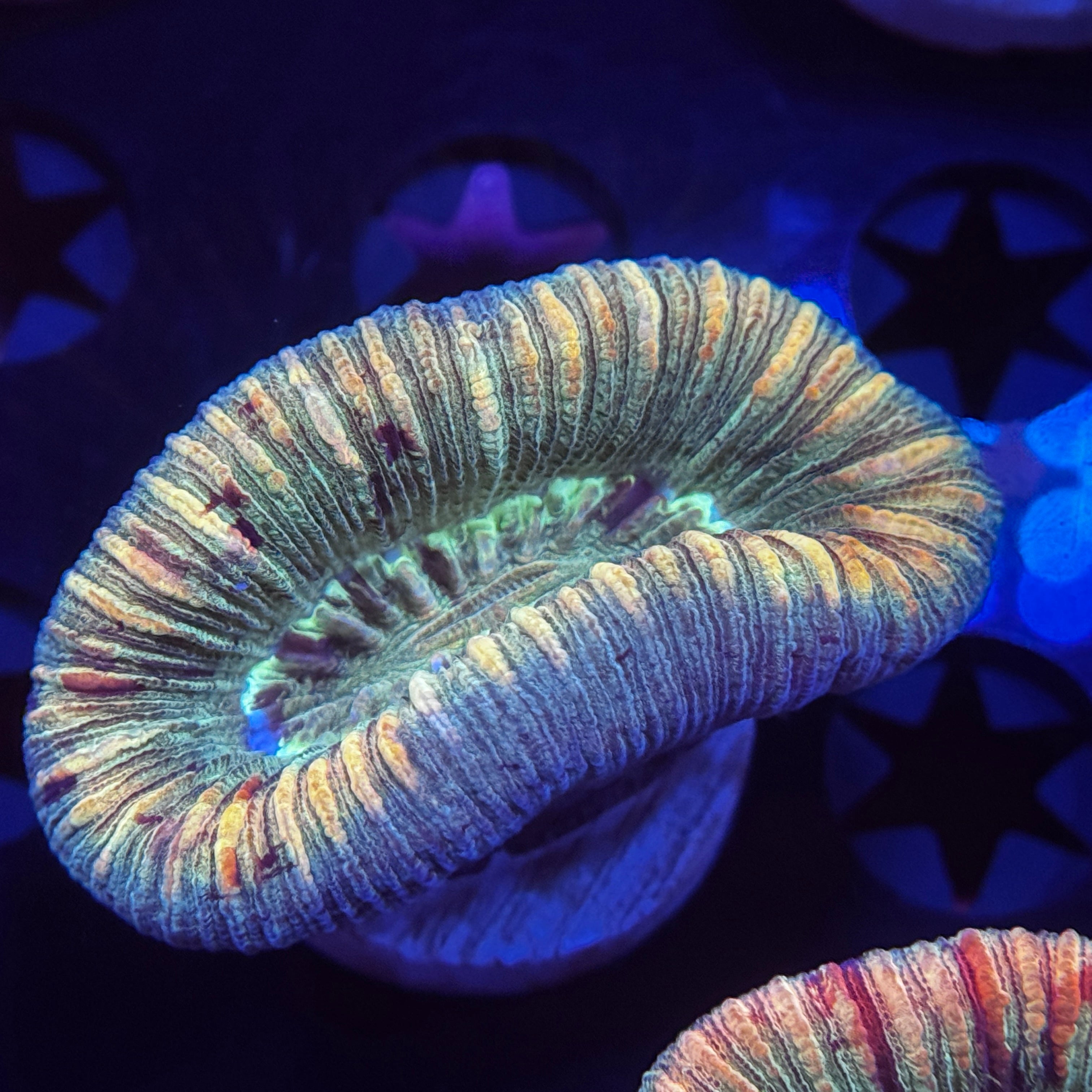 Aussie Trachyphyllia Brain Coral
