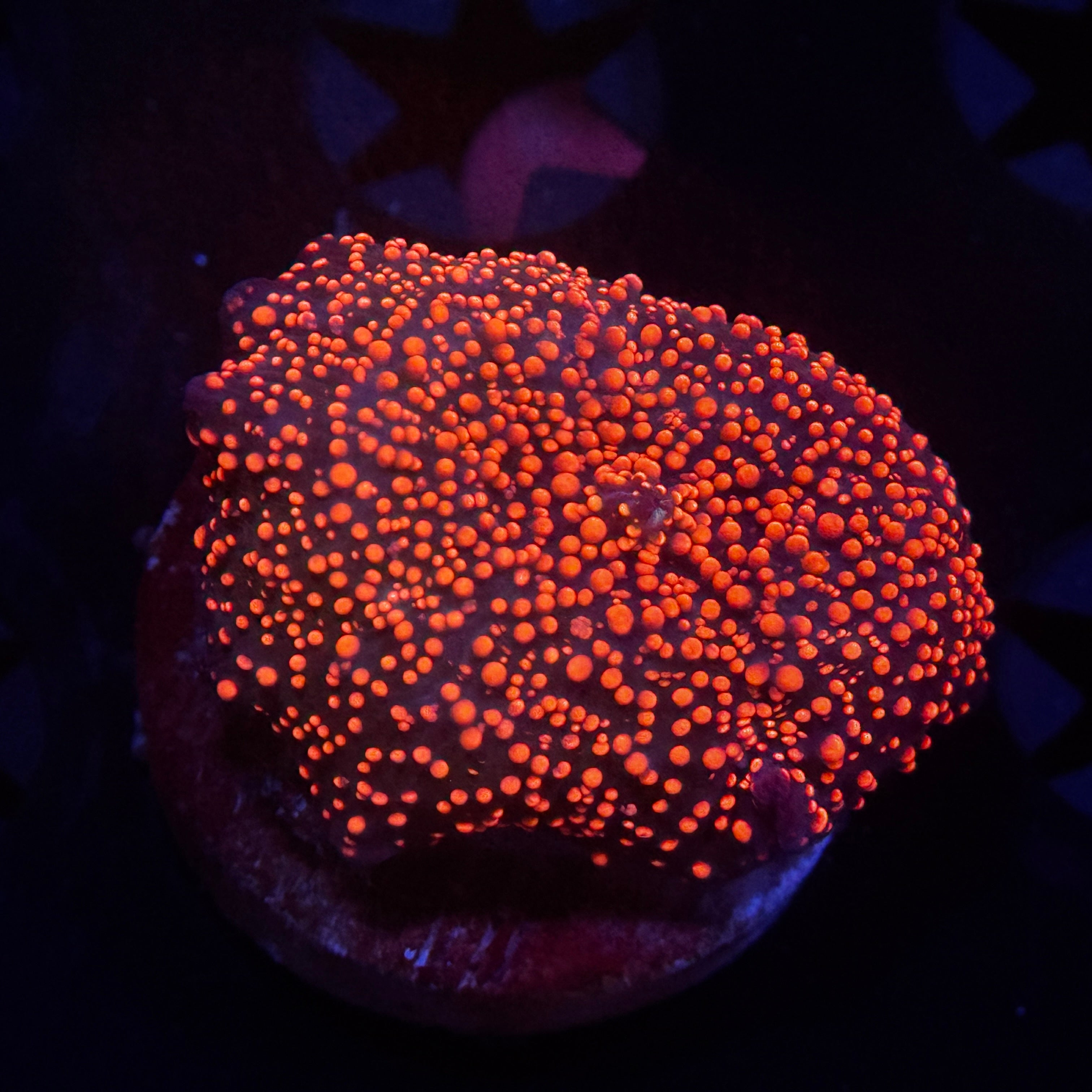 Pink Interstellar Discosoma Mushroom