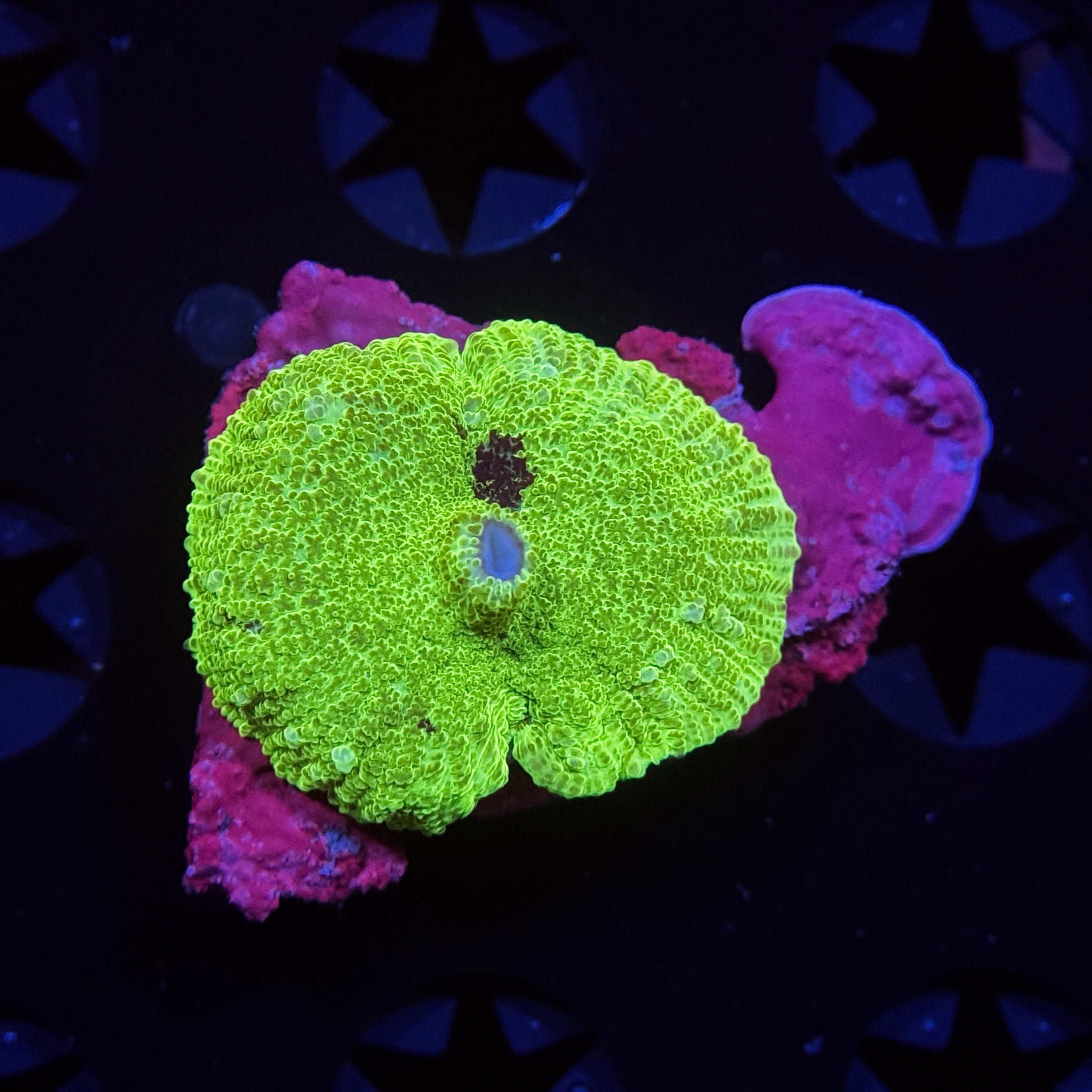 Green Kryptonite Mushroom