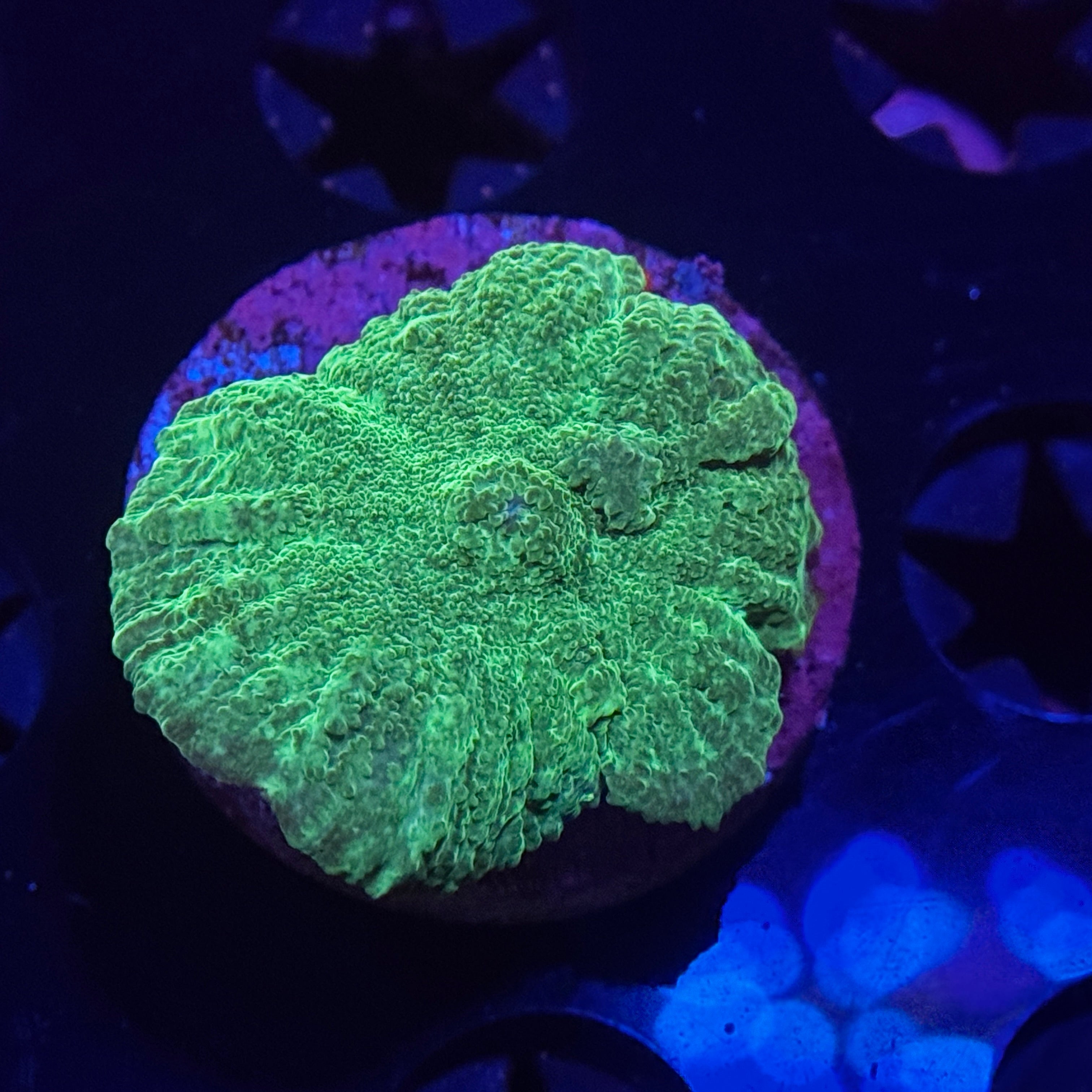 Green Rhodactus Mushroom