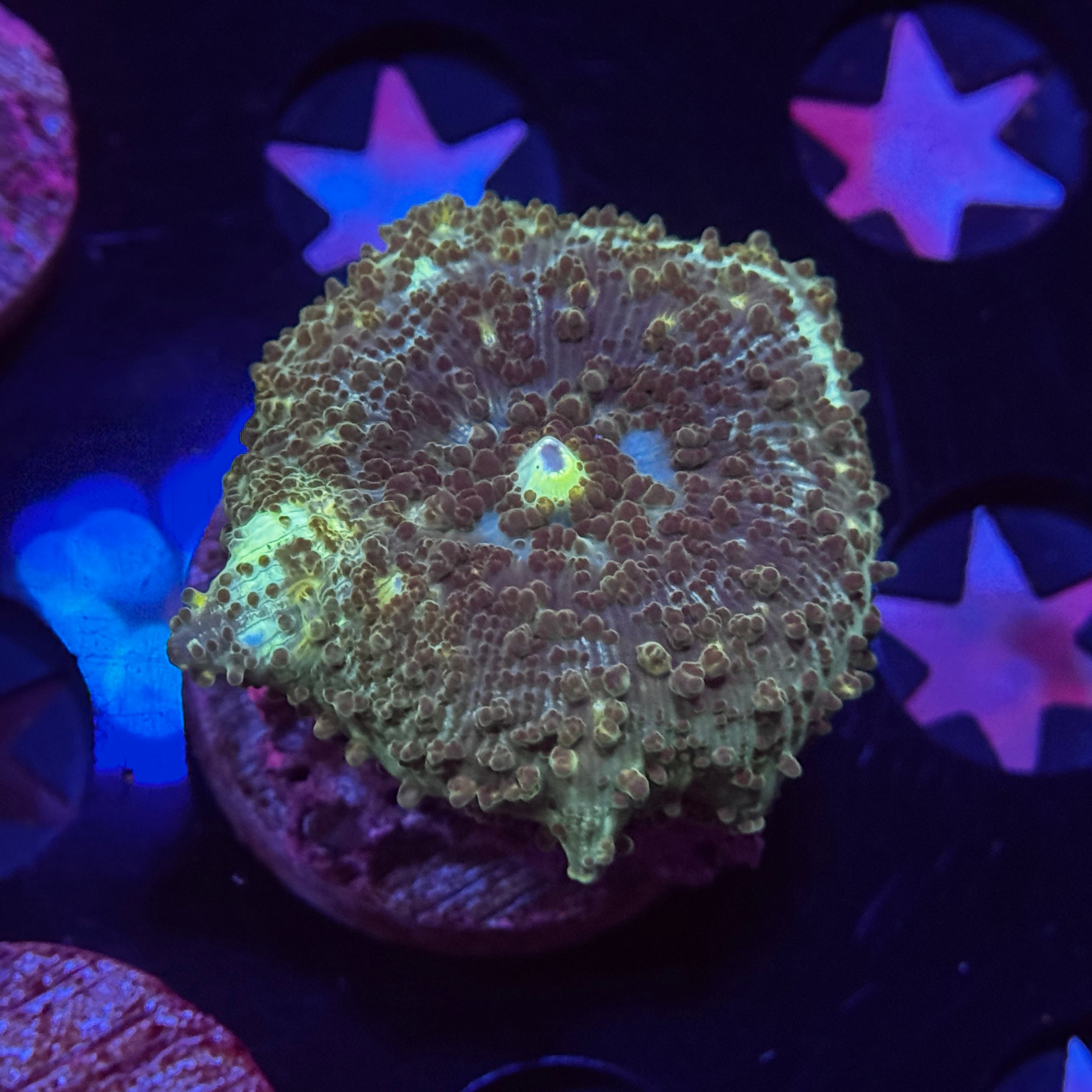 Swap Bounce Mushroom