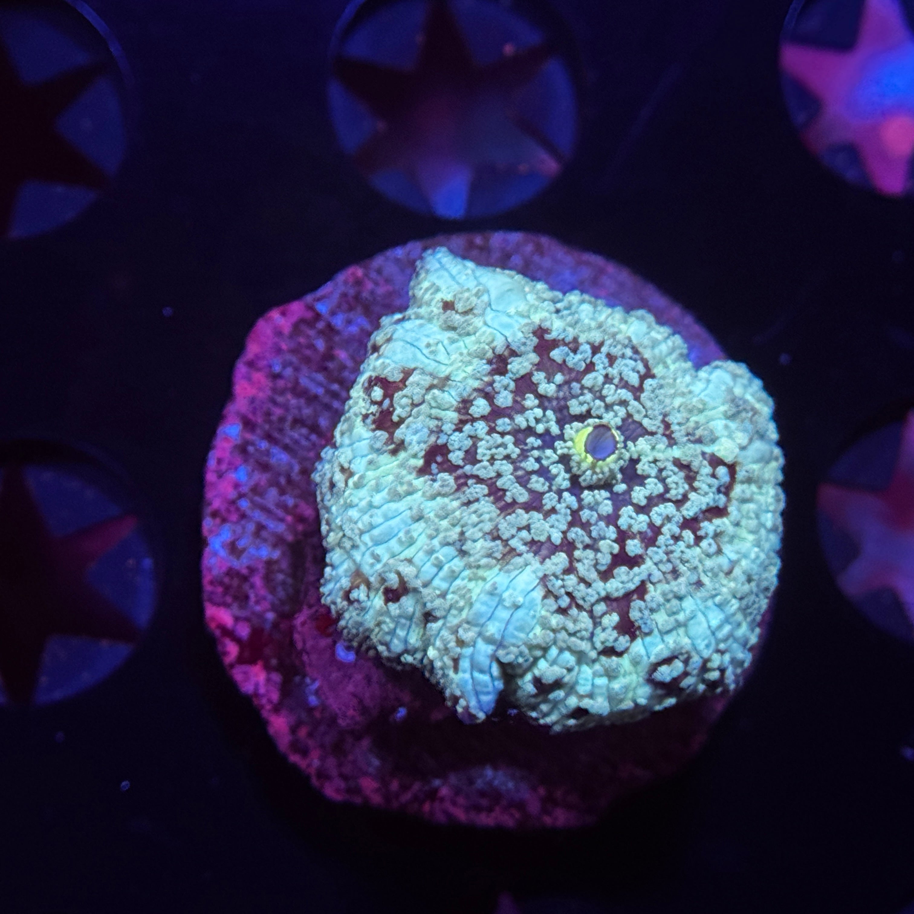 Baby Blue Speckle Discosoma