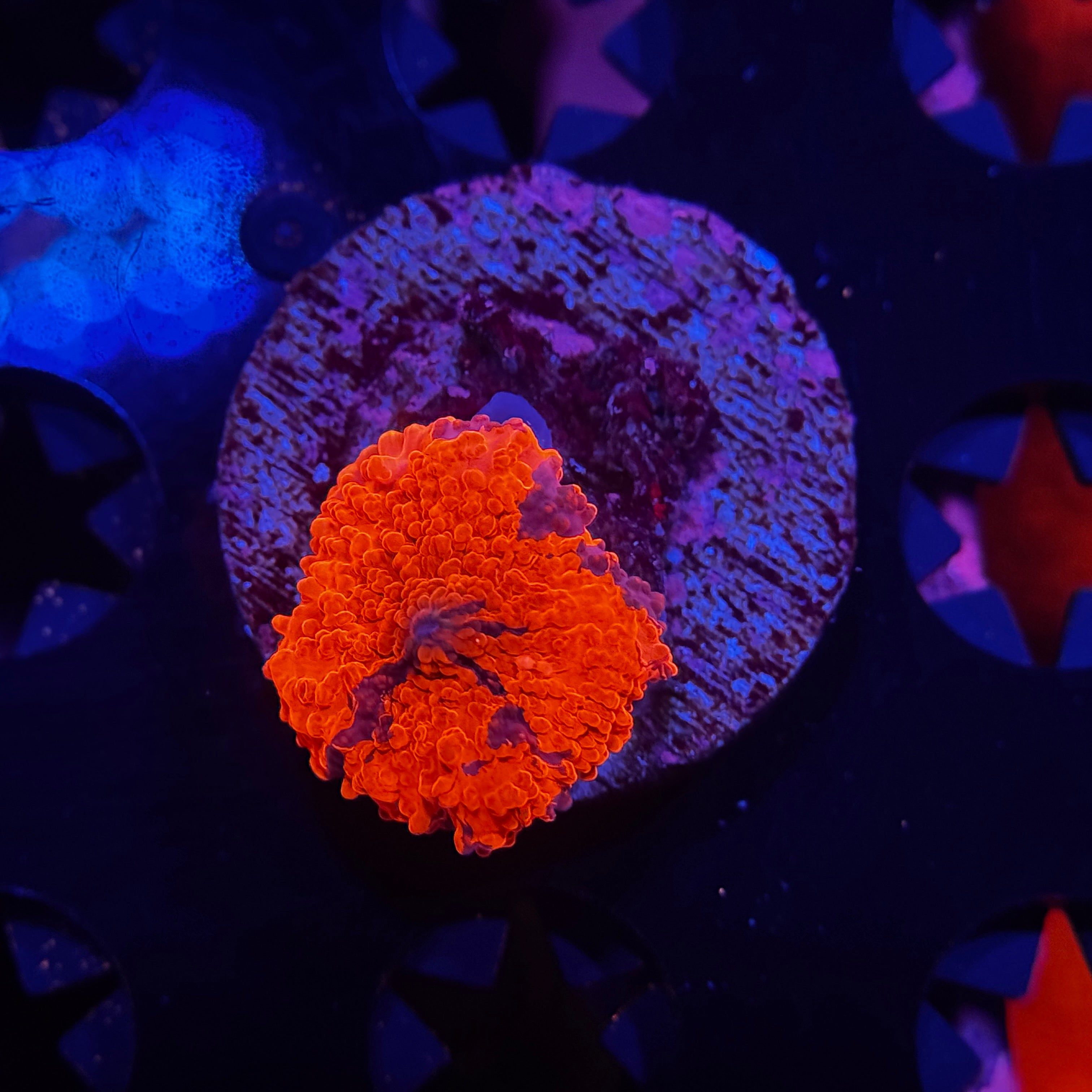 Deadpool Jawbreaker Mushroom