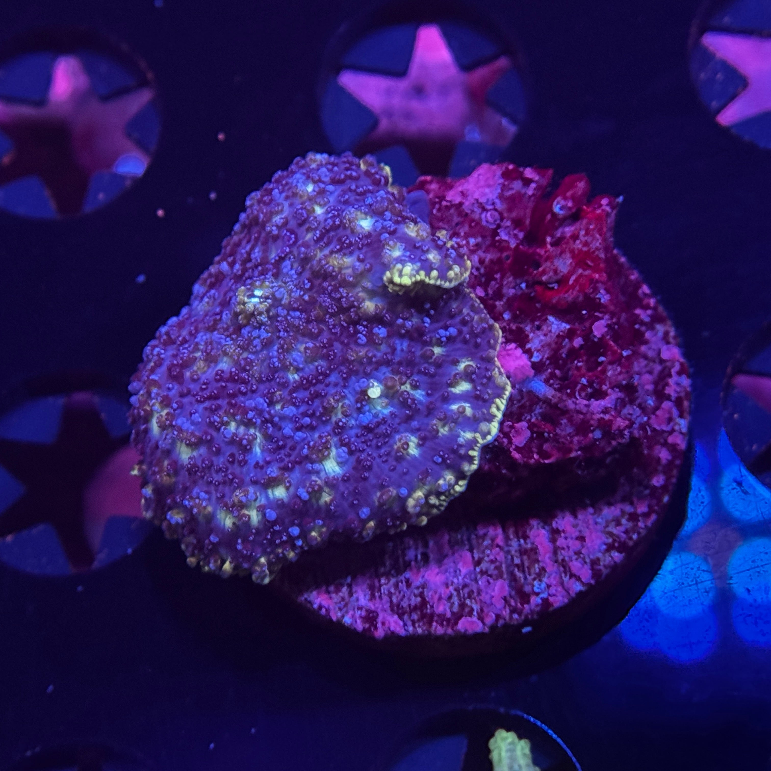 Blues Clues Mushroom