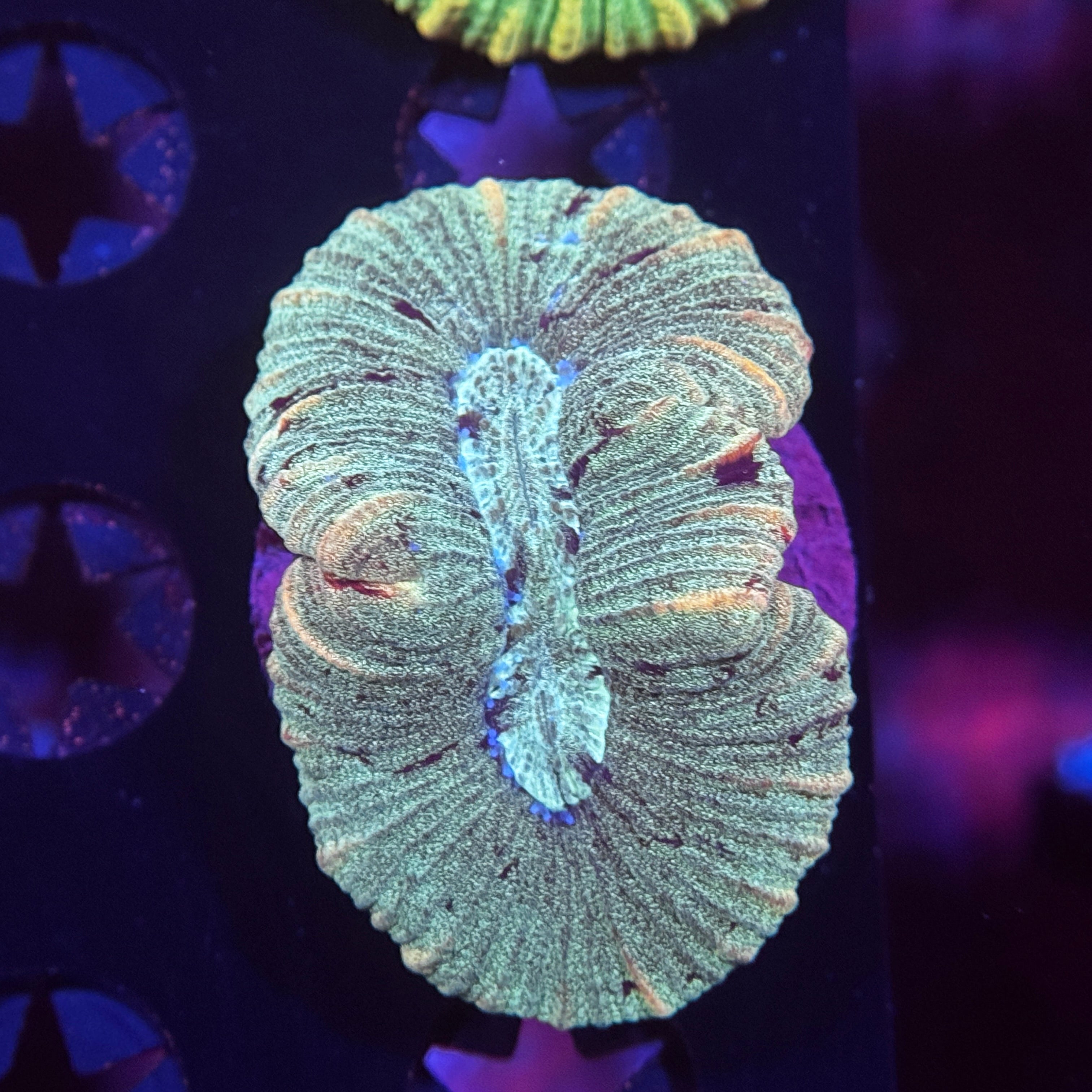 Aussie Trachyphyllia Brain Coral