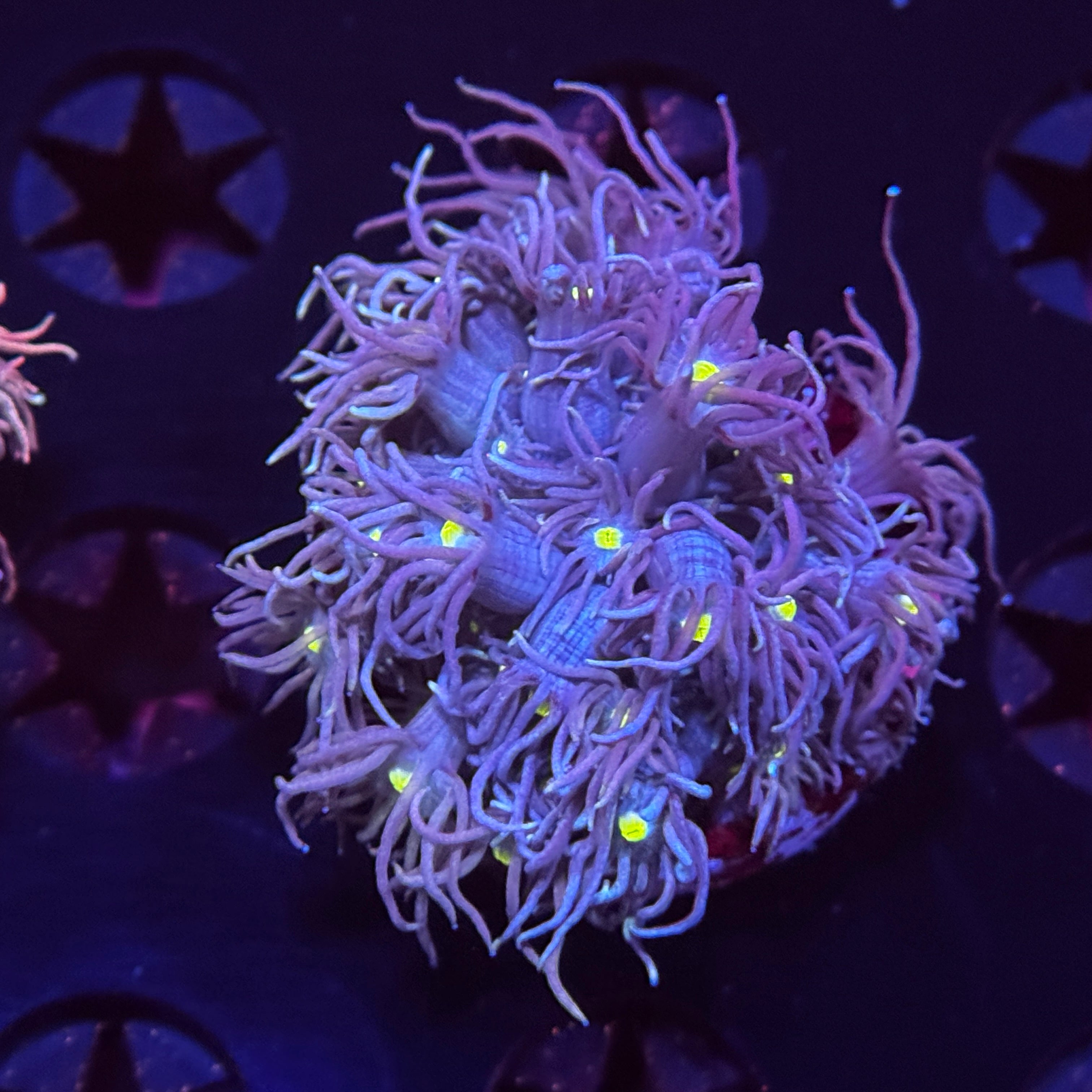 Starry Night Goniopora