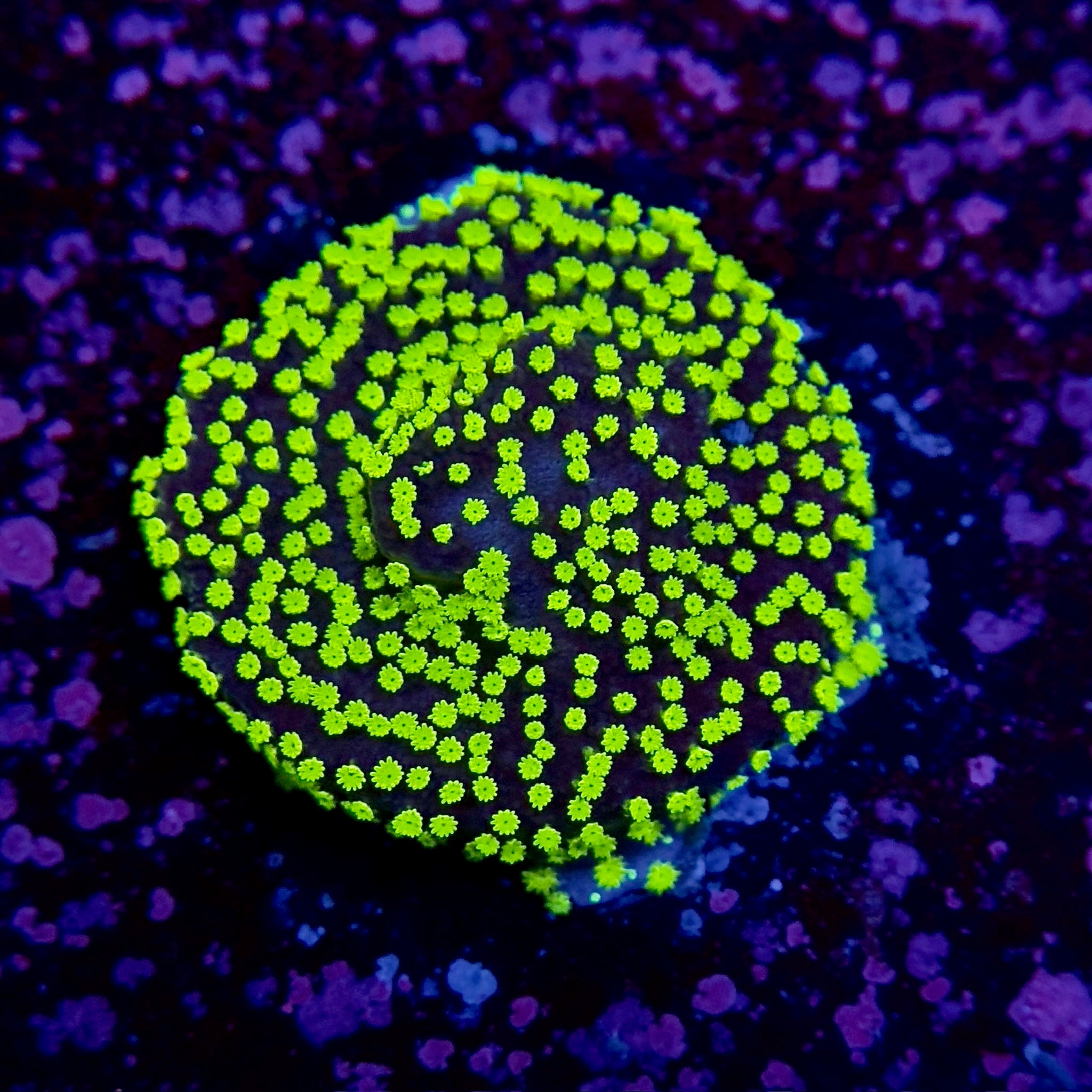 Mint Chip Montipora