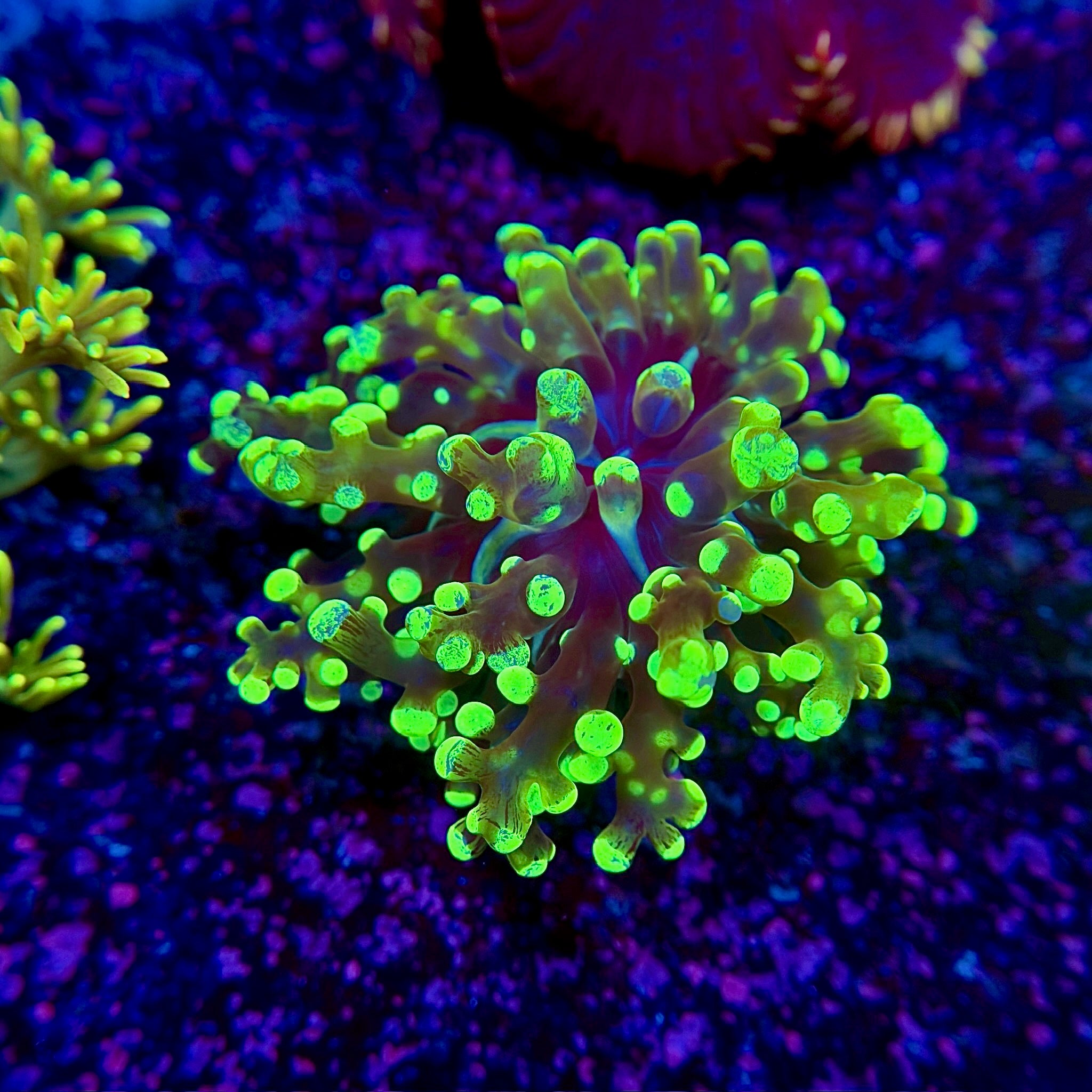 Lime Green Frogspawn