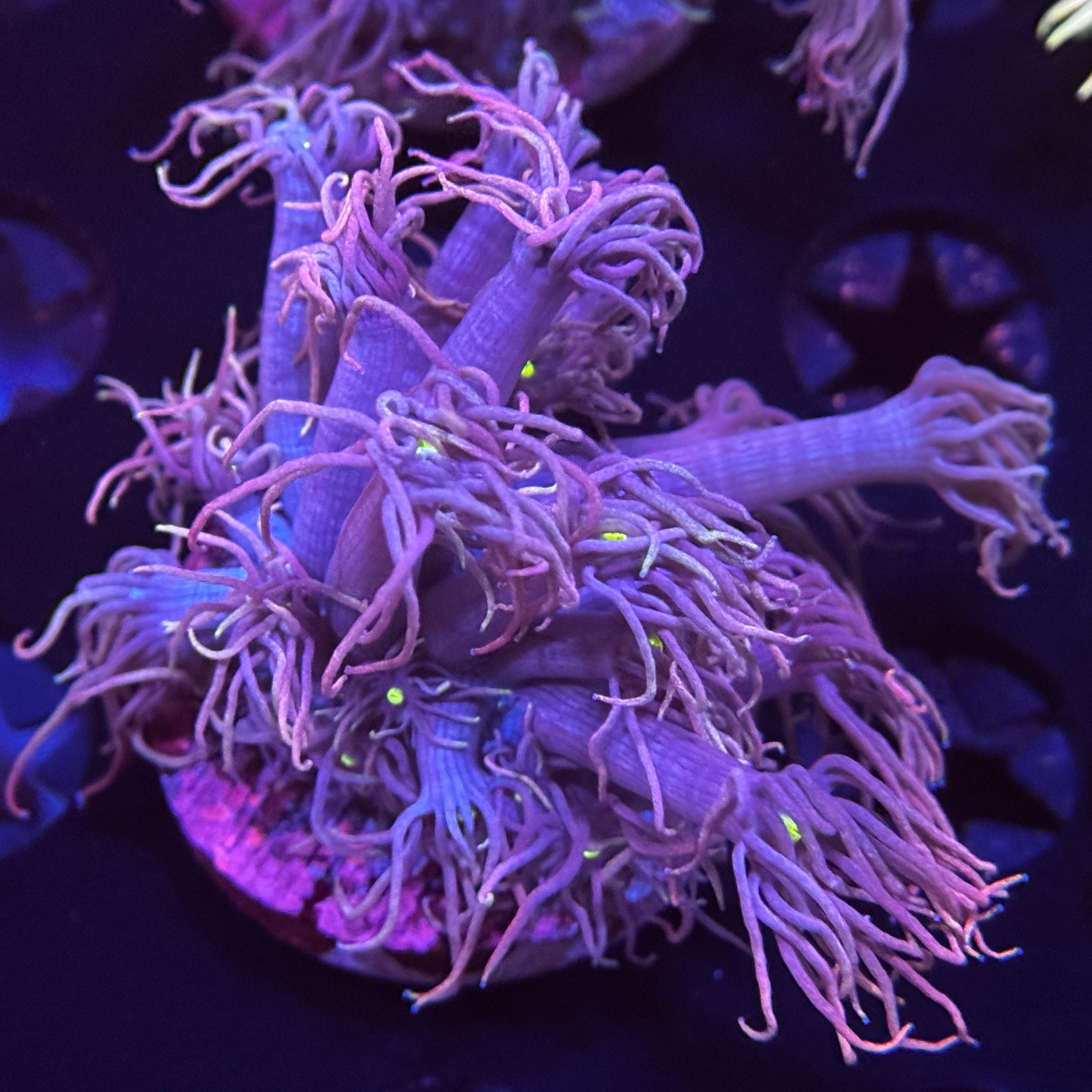 Blue Monster Goniopora