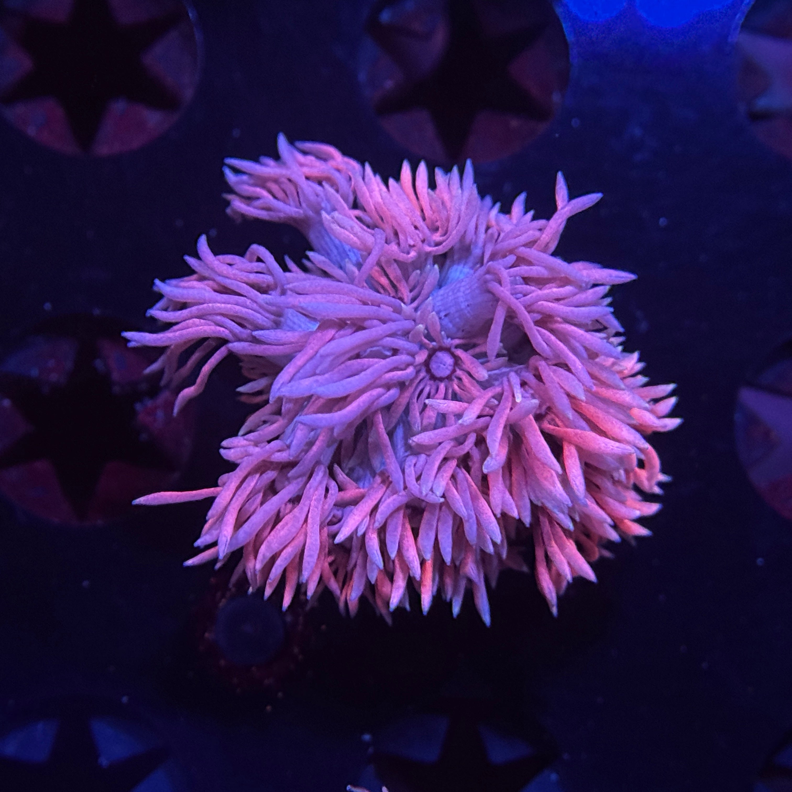 Cloud Burst Goniopora