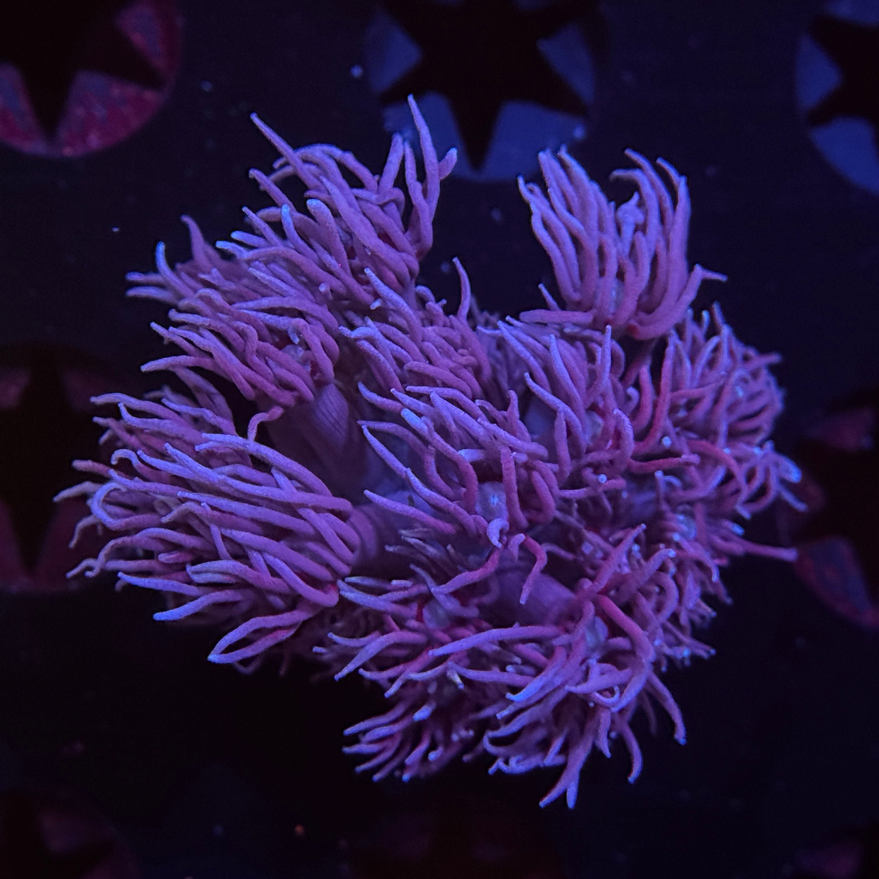 Blues Clues Goniopora