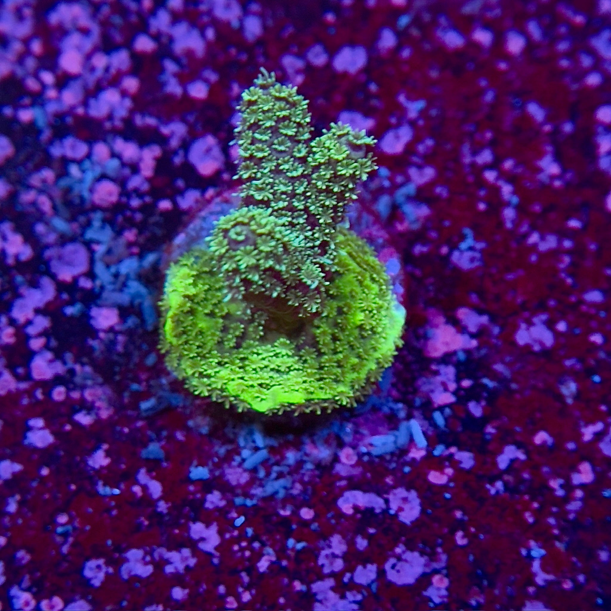 Green Millepora