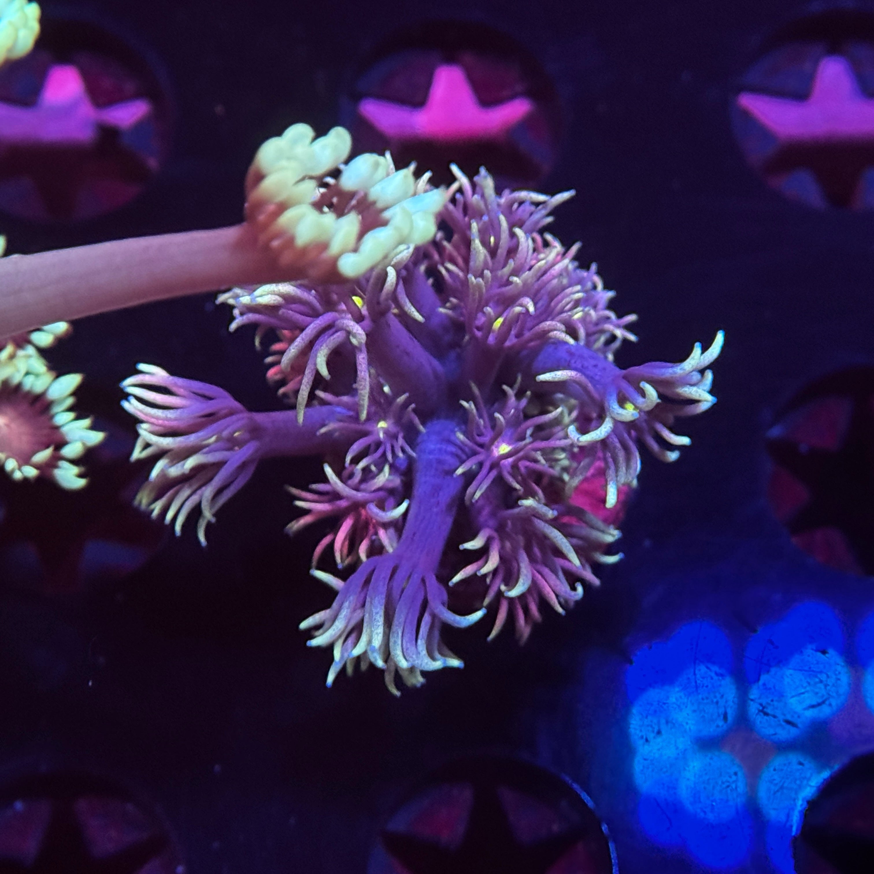 Bright Light Goniopora