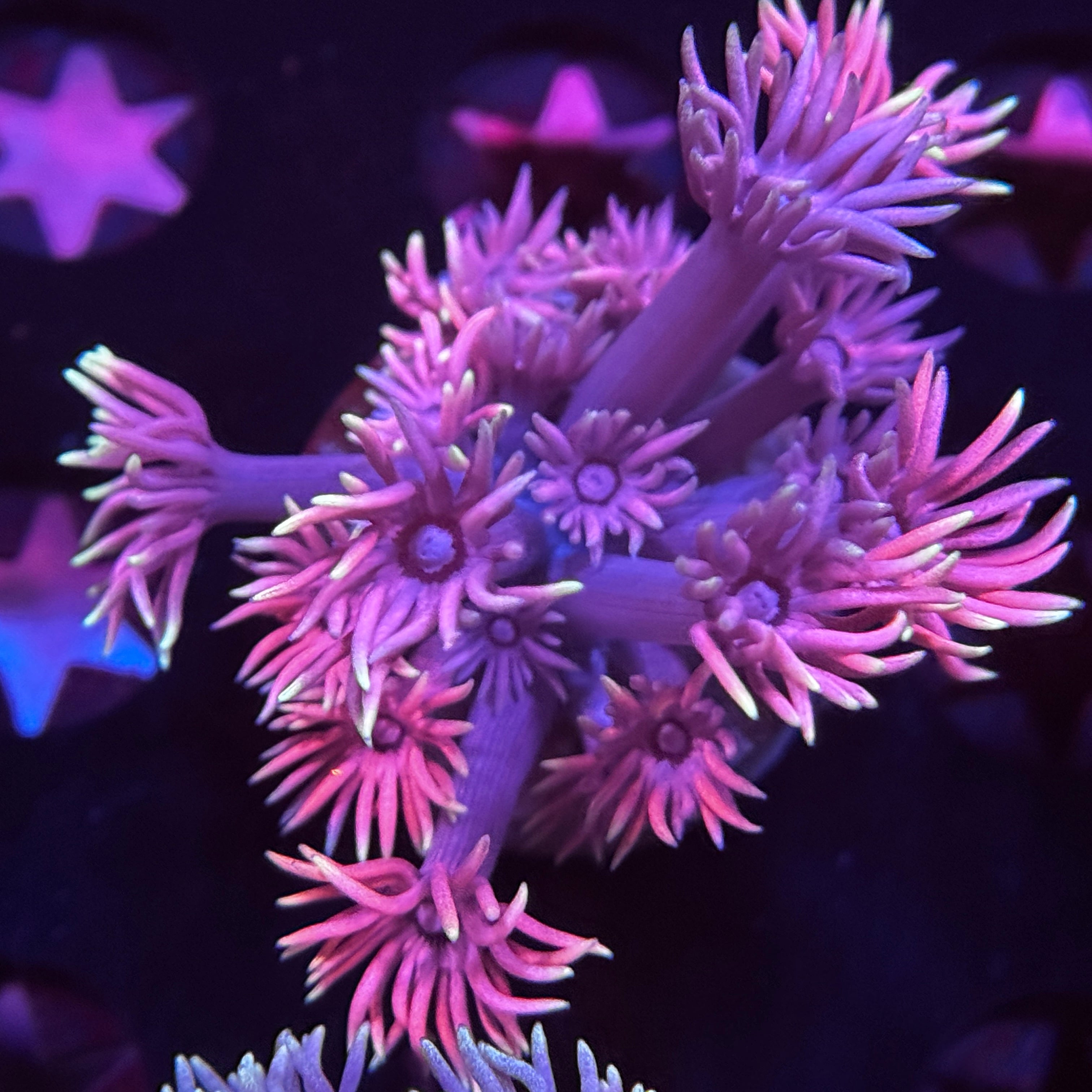 Sunset Insanity Goniopora