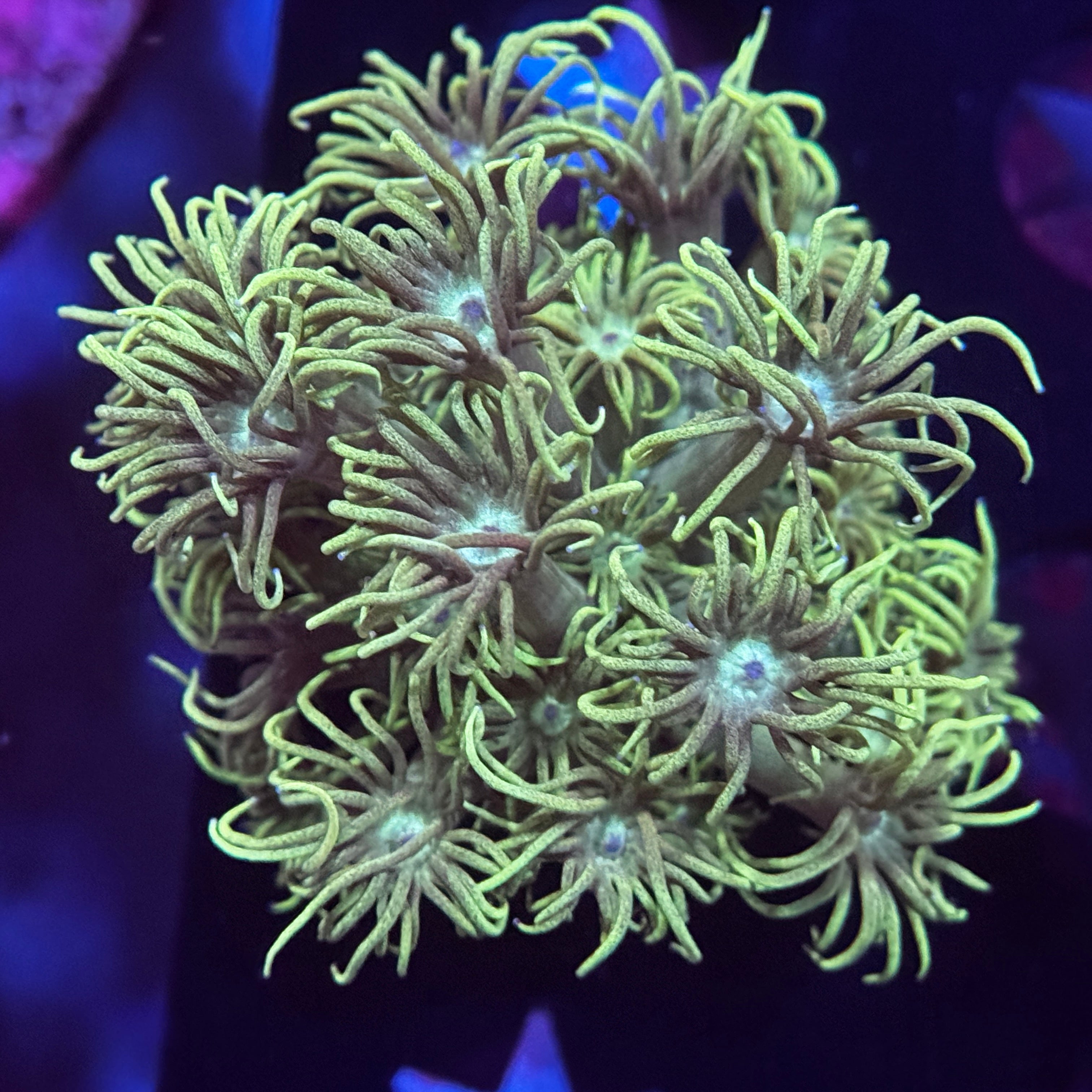 GreenSlimer Goniopora