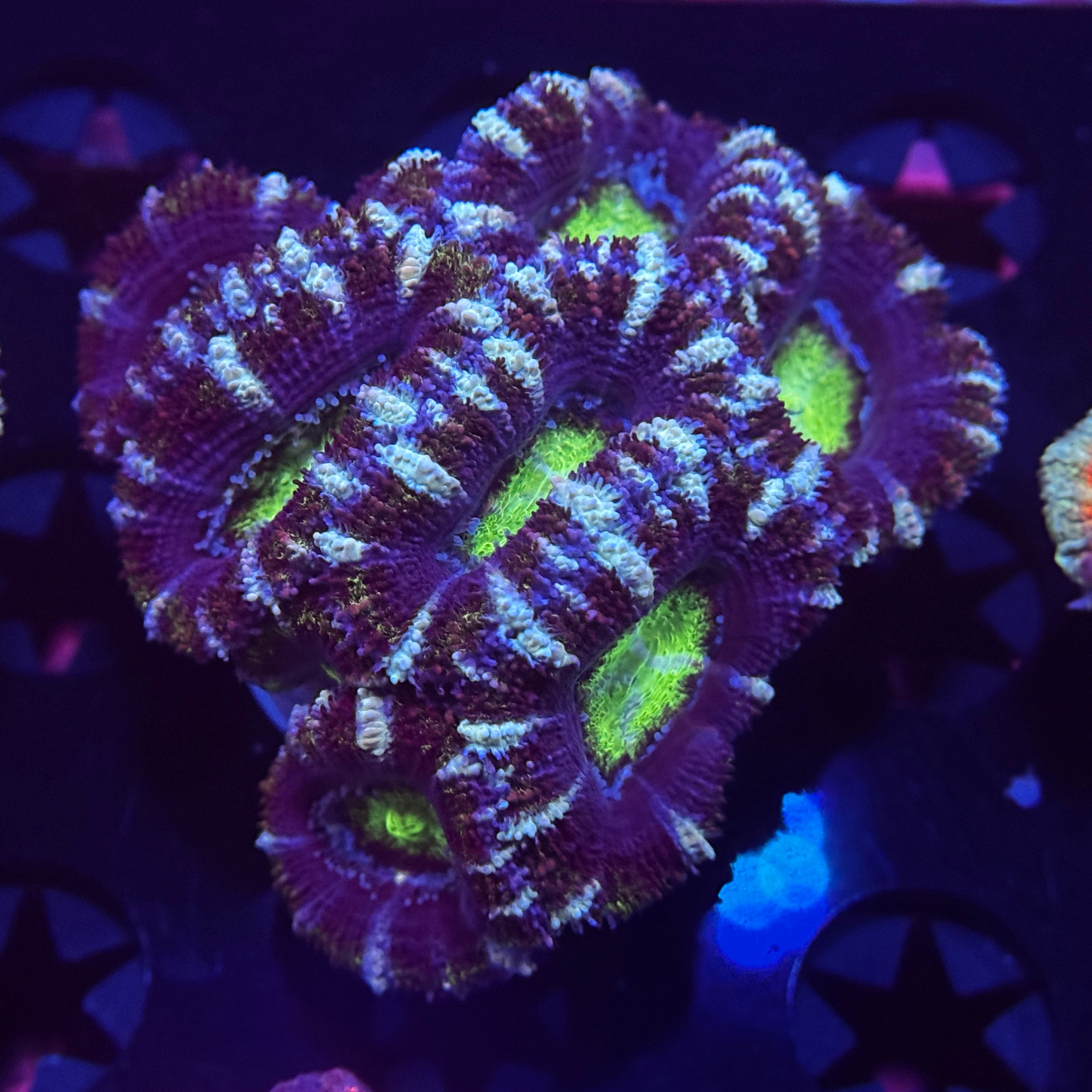 Rainbow Acan Lord - Mini Colony