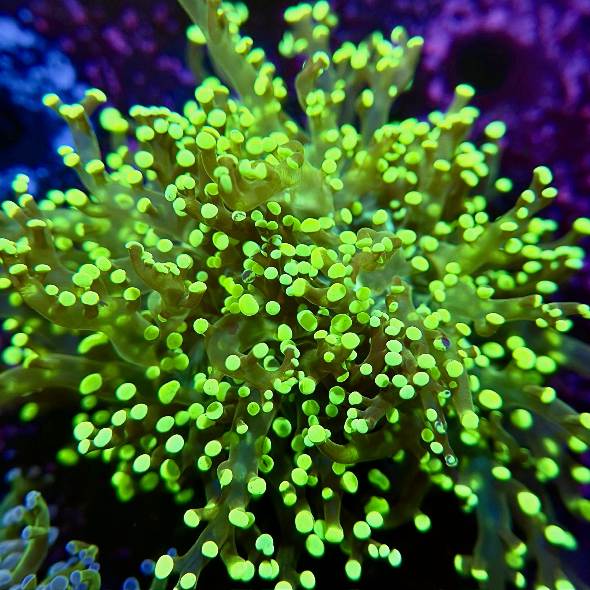 Lime Green Octospawn