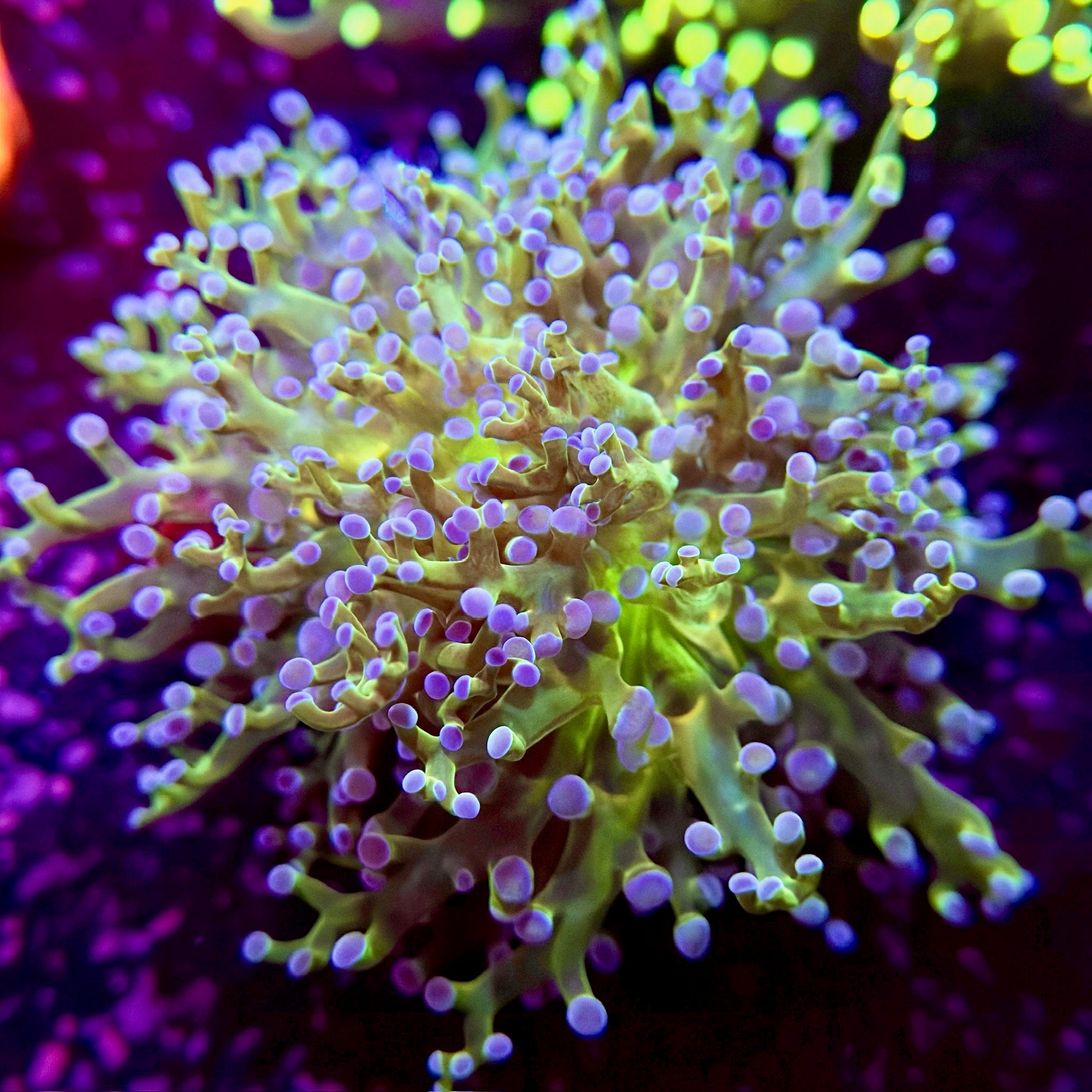 Lavender Fields Frogspawn