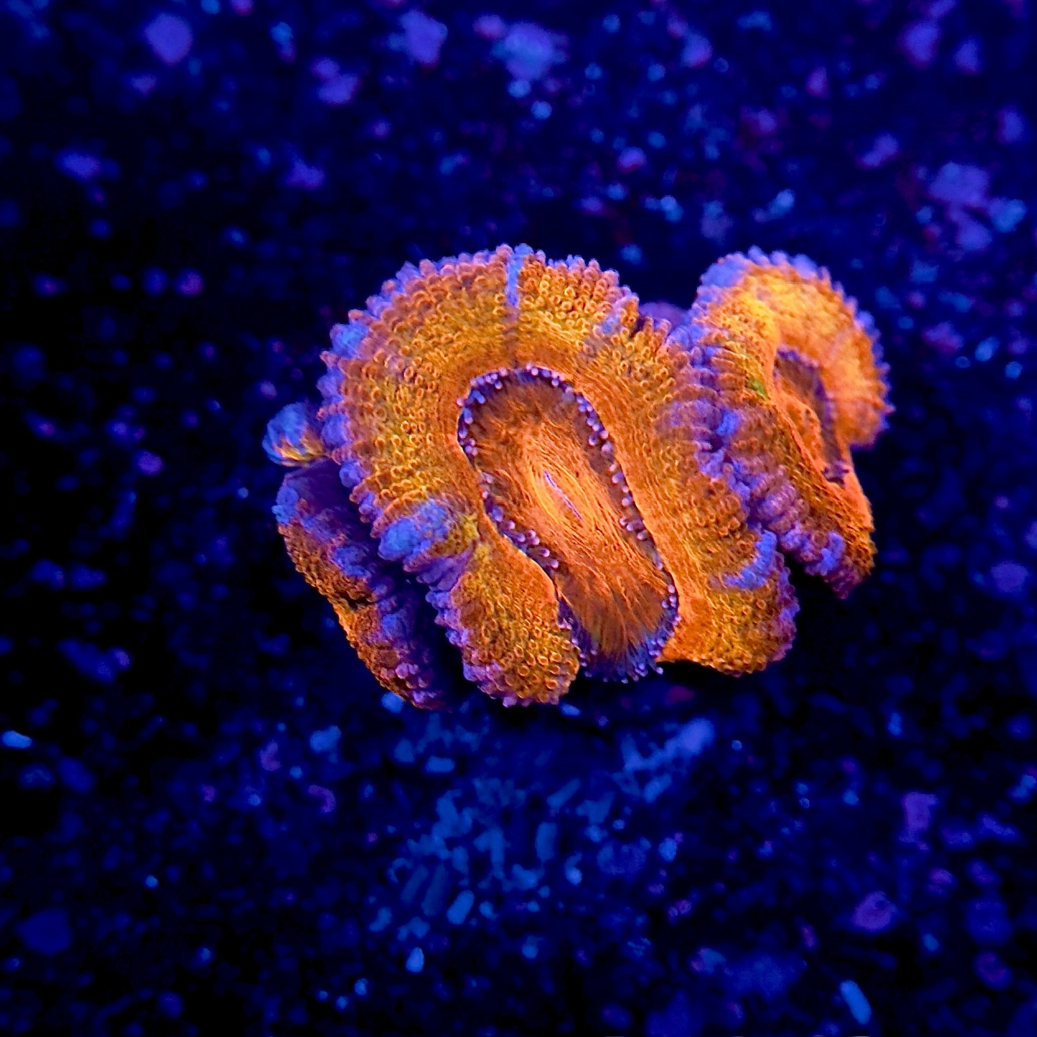 Orange Acans