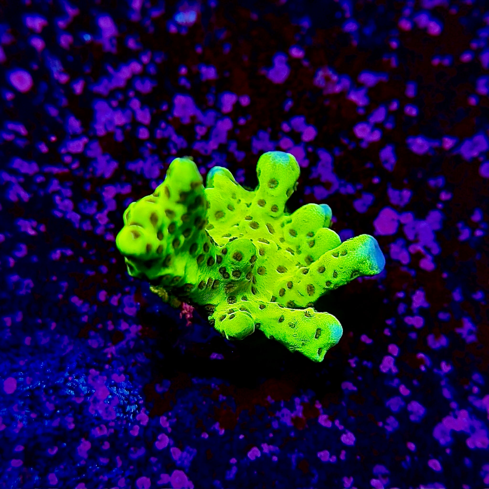 Lime Green Anacropora