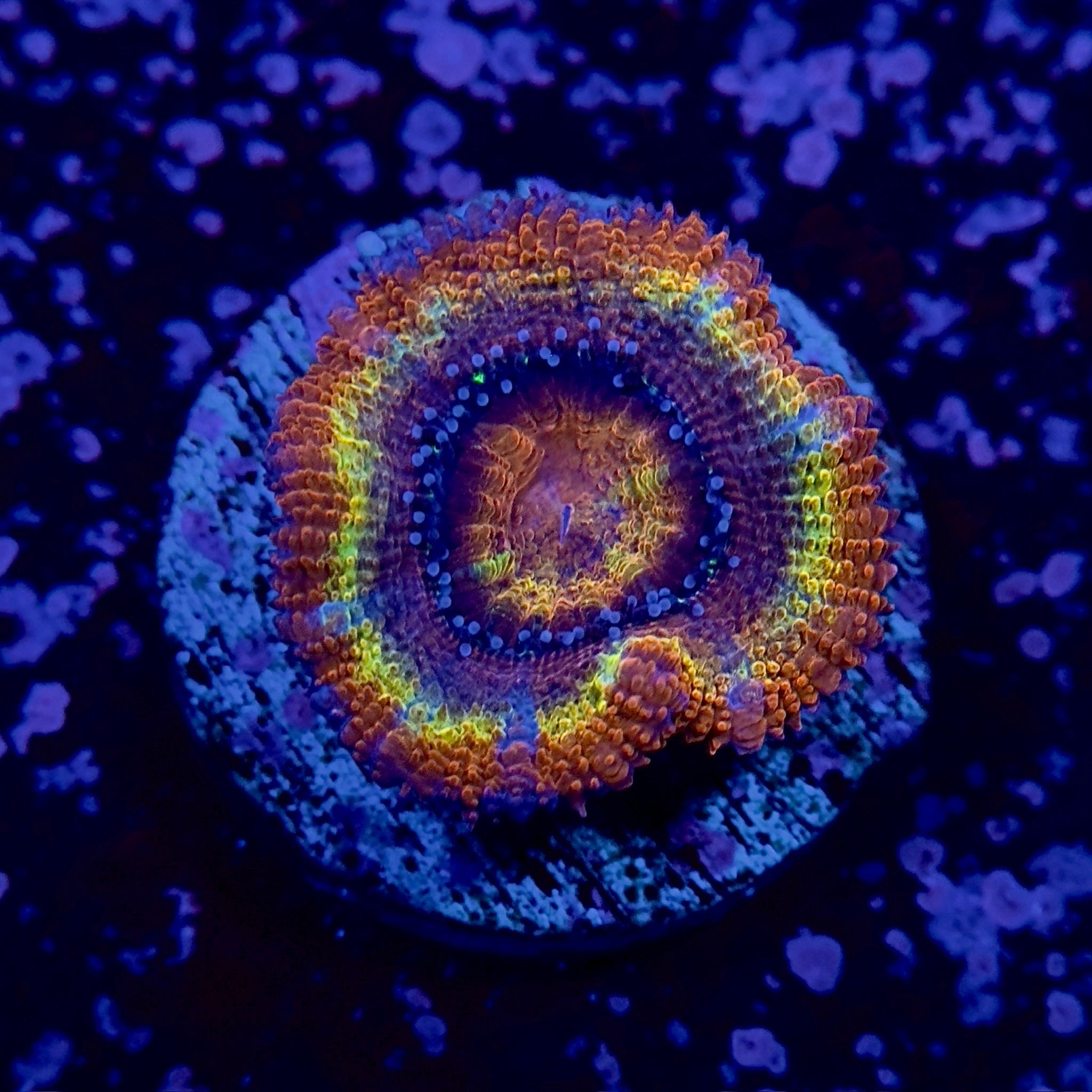 Rainbow Acan