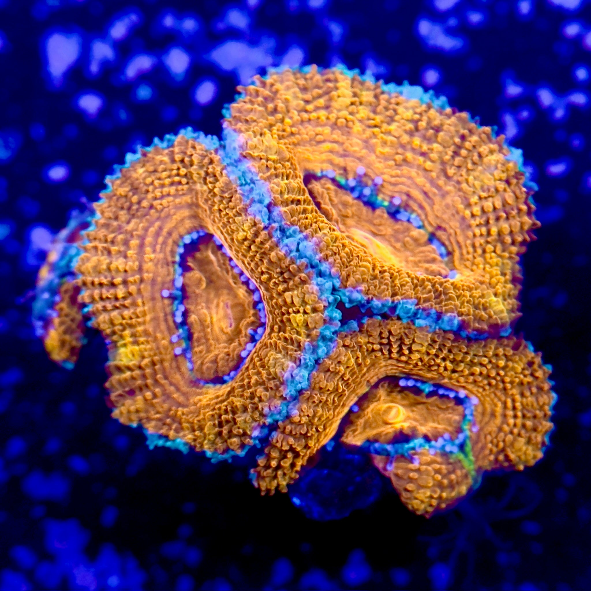 Orange Acans