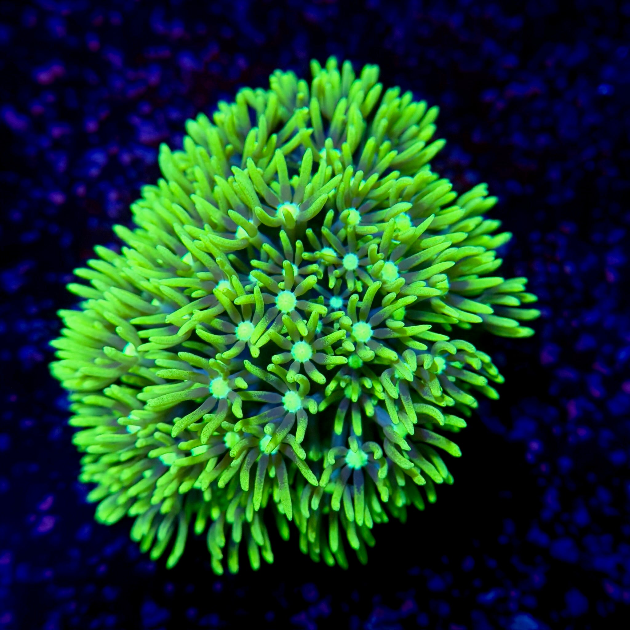 Green Star Polyps