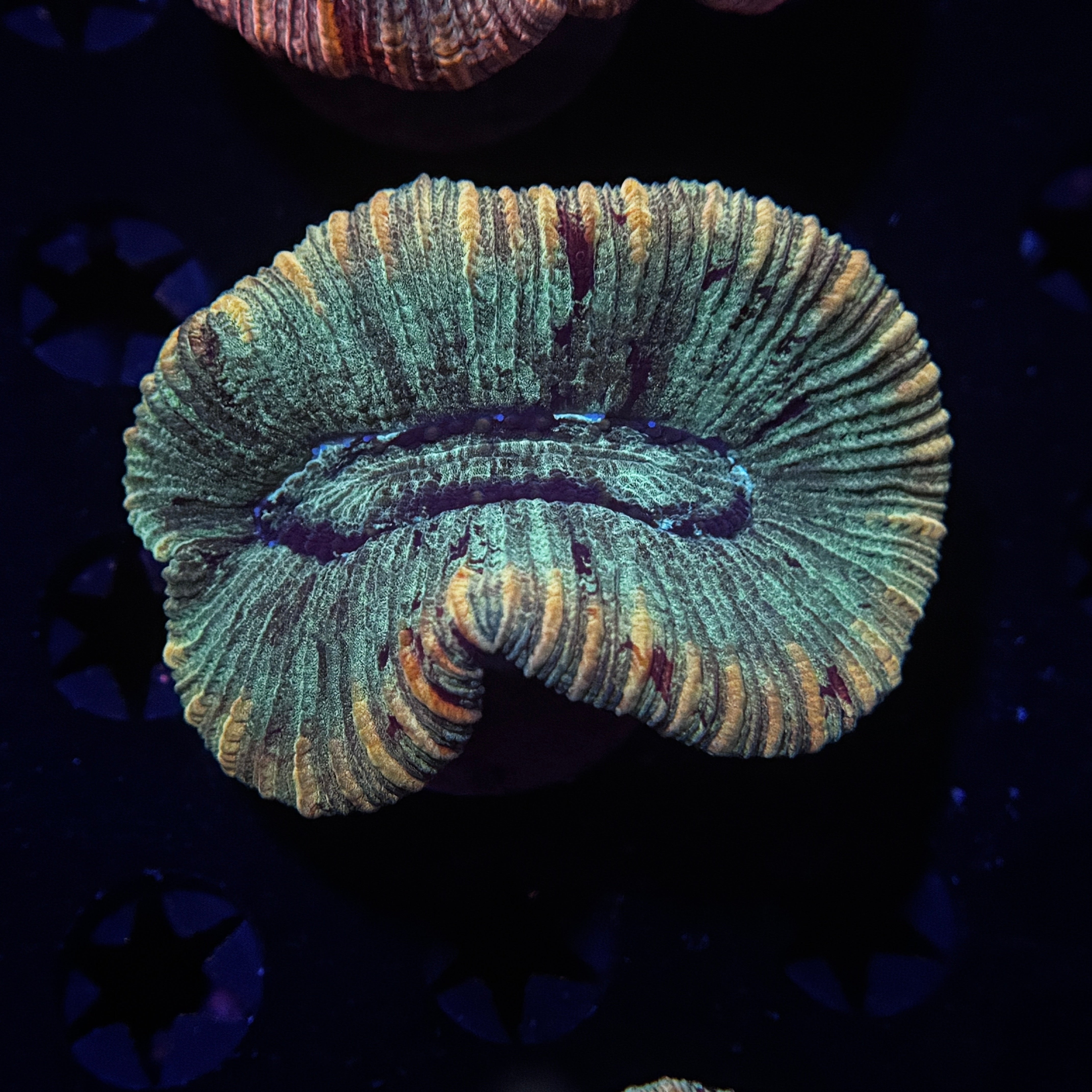 Rainbow Trachyphyllia Brain Coral