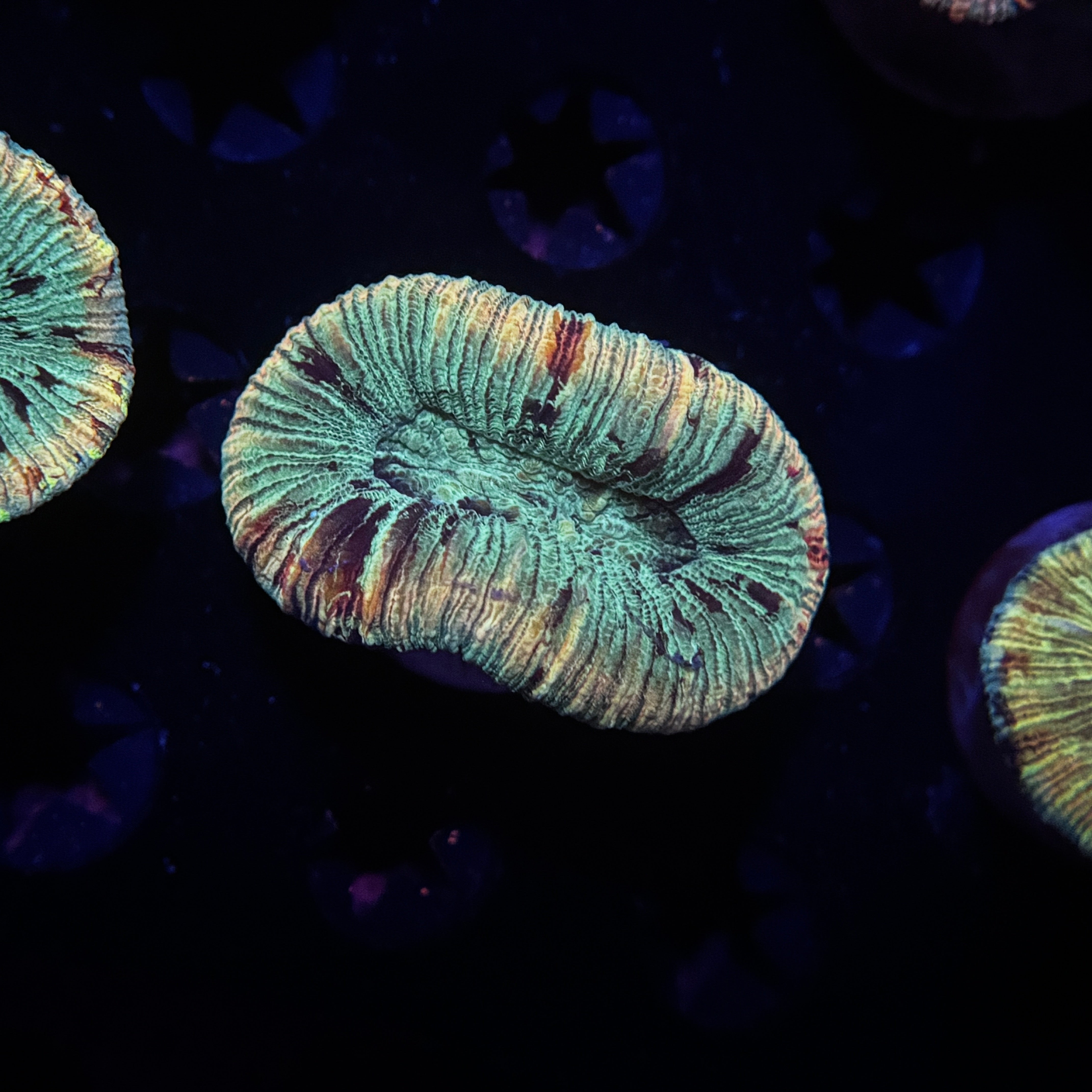 Rainbow Trachyphyllia Brain Coral
