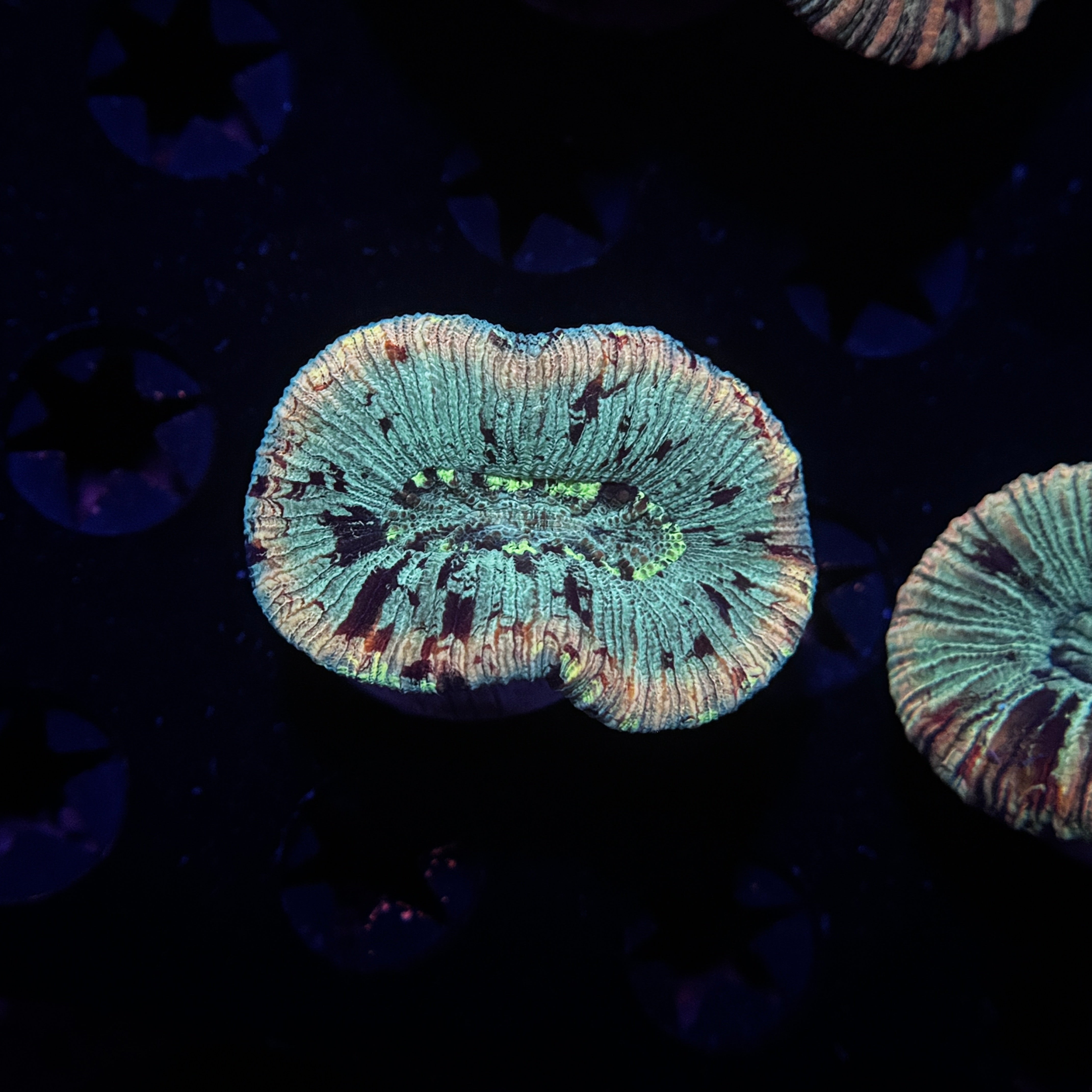 Rainbow Trachyphyllia Brain Coral