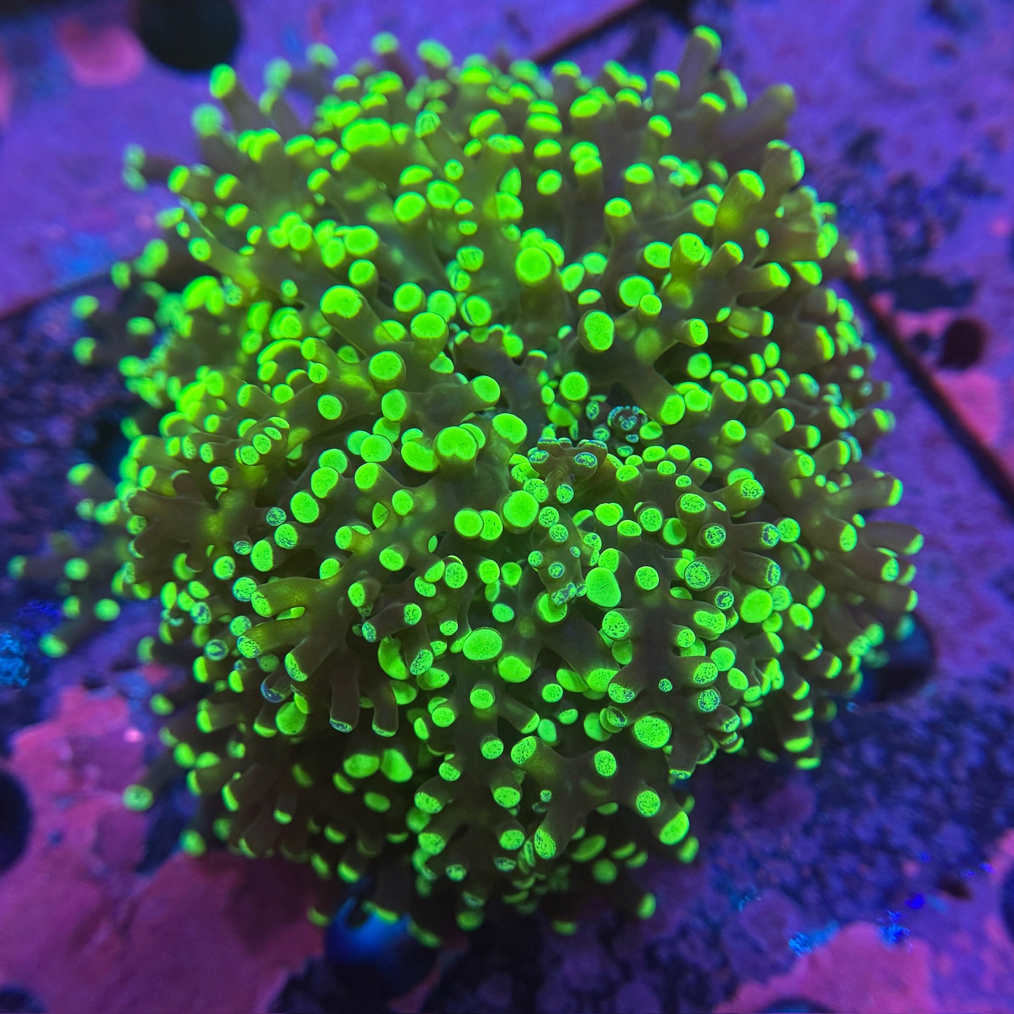 Lime Green Octospawn